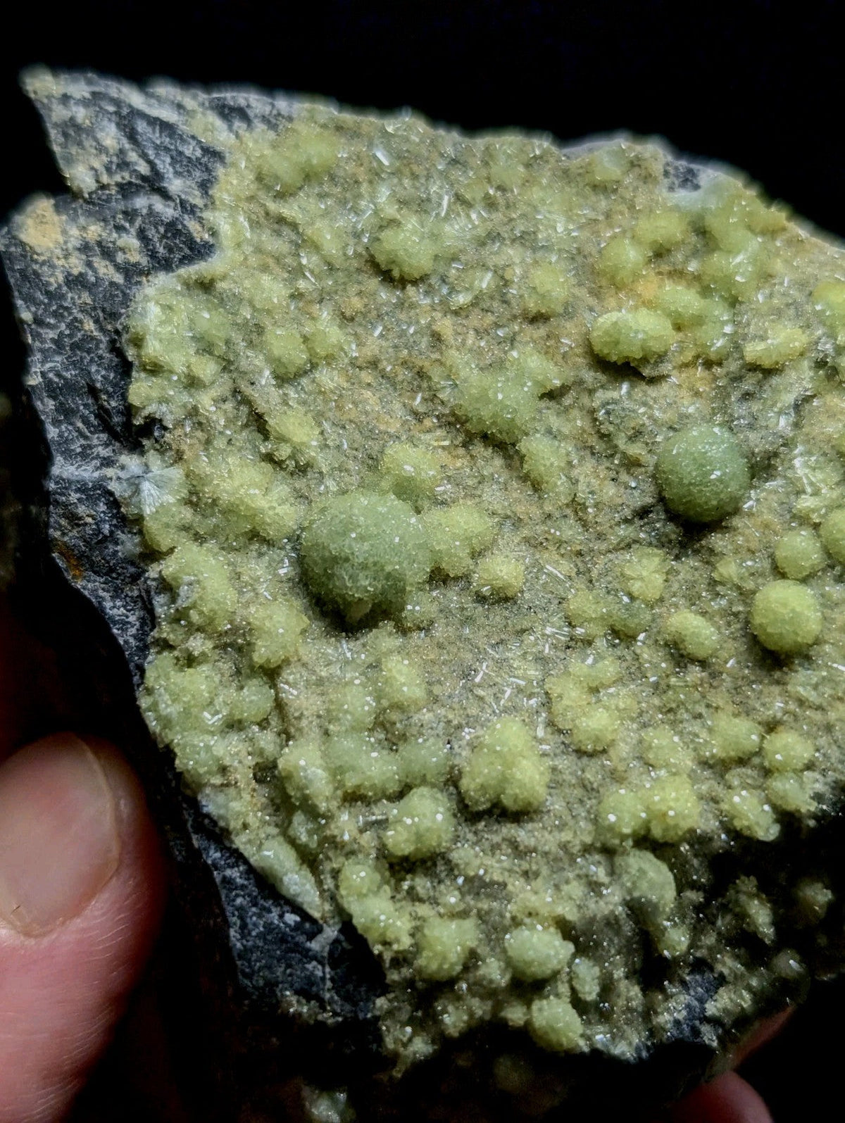 A specimen of greenish-yellow, rounded mineral crystals growing on a dark gray rock matrix.