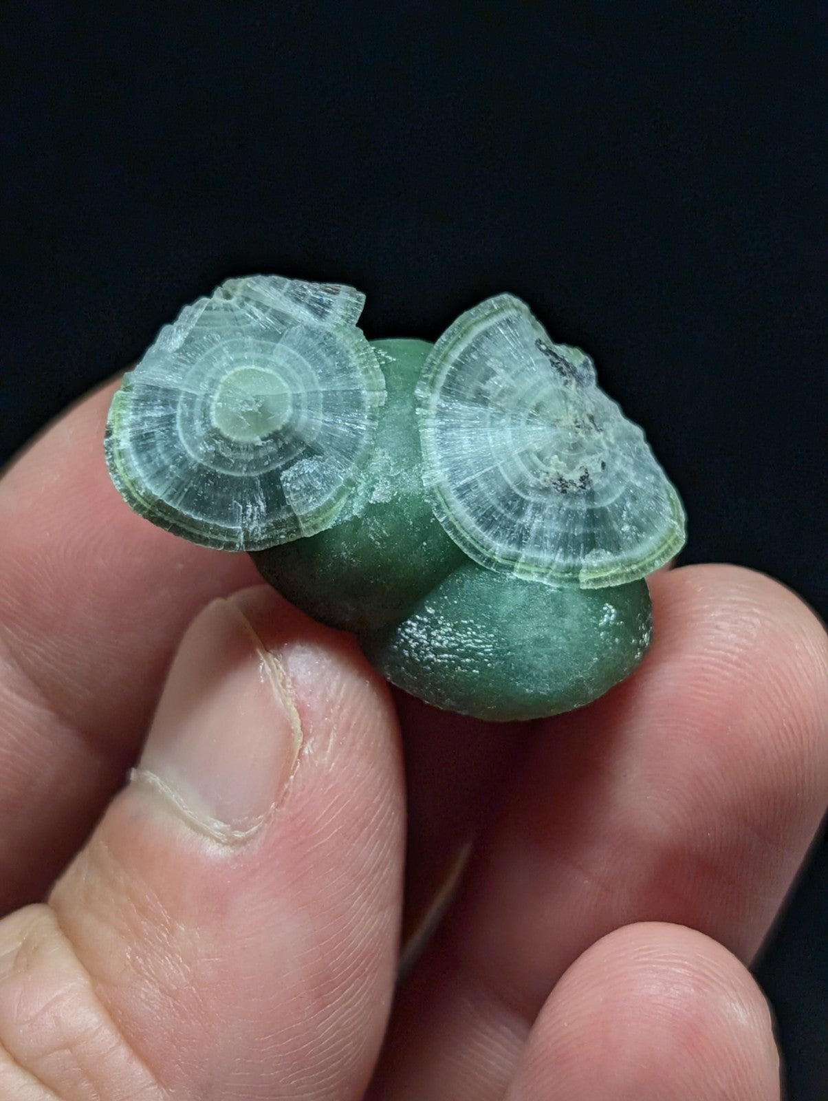 A pair of translucent green and white layered mineral specimens with concentric circular patterns, held delicately between fingers.