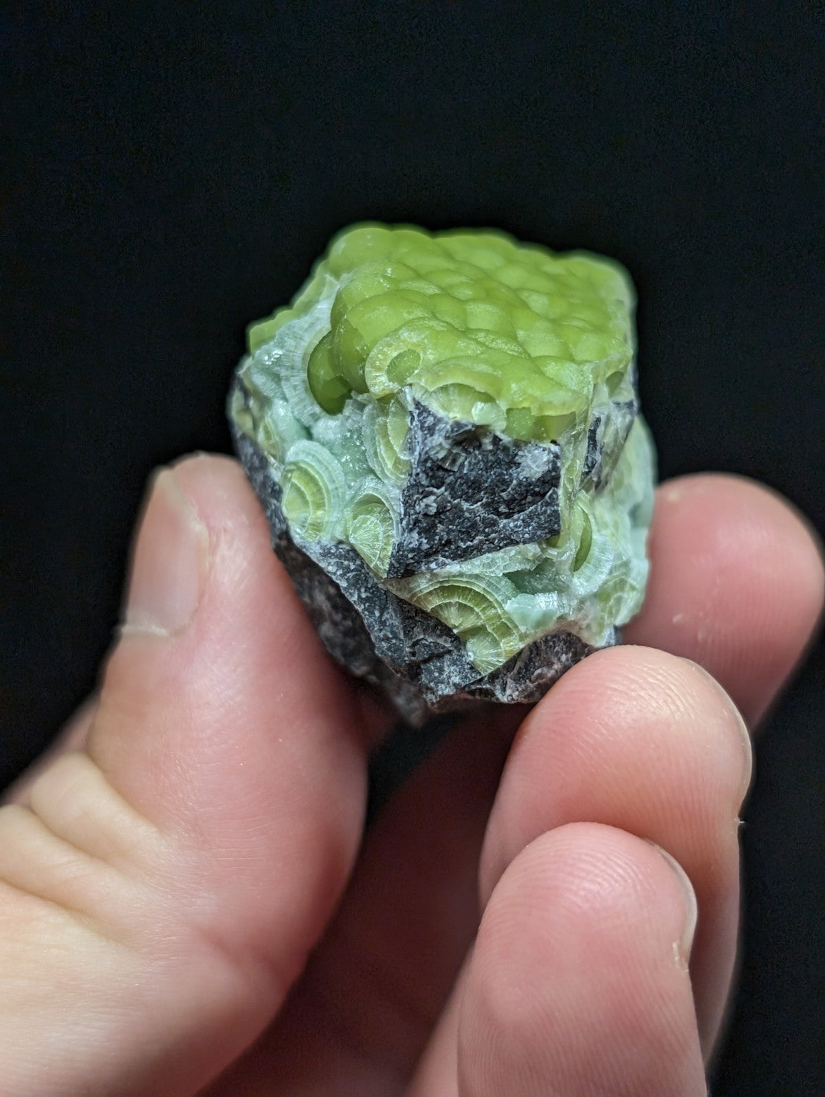 A hand holds a polished green and black mineral specimen with intricate, layered patterns resembling fossilized coral or shell.