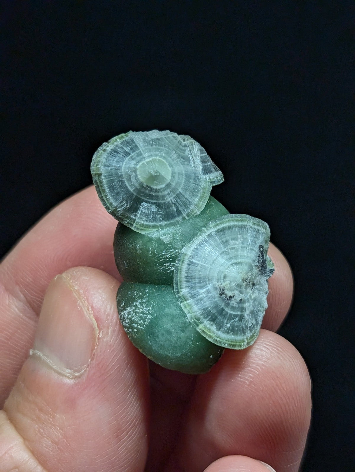 A translucent green fossilized snail shell with intricate concentric rings and a slightly rough, natural texture.