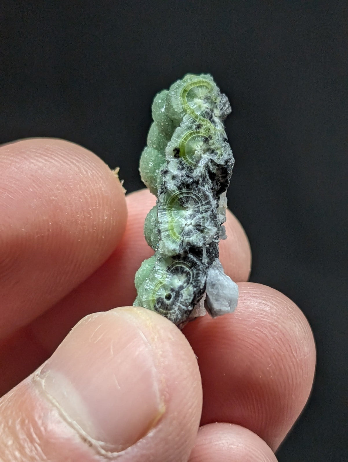 A delicate, translucent green and black fossilized coral specimen with intricate spiral patterns.