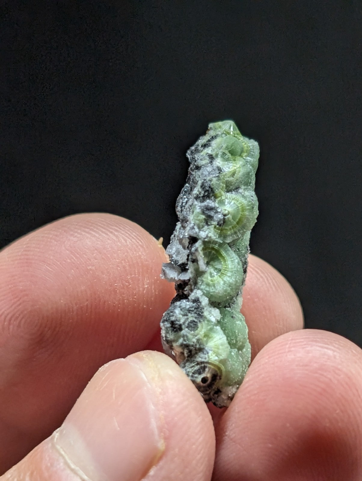 A cluster of small, greenish, translucent sea snail shells with dark speckles and a rough, textured surface.