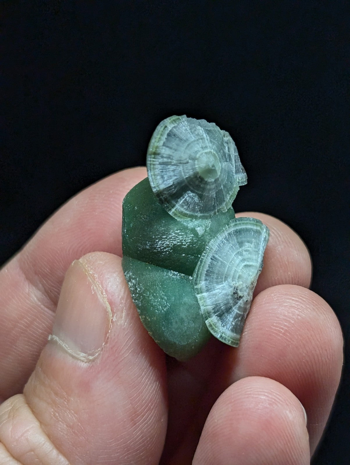A translucent green fossilized shell with intricate radial patterns, held gently in a hand.