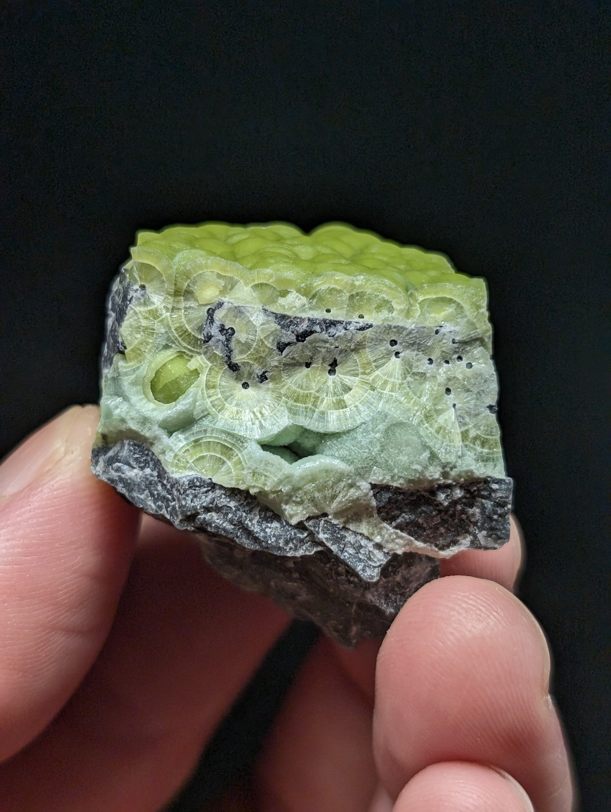 A hand holds a piece of green and gray fossilized coral with intricate, layered circular patterns.