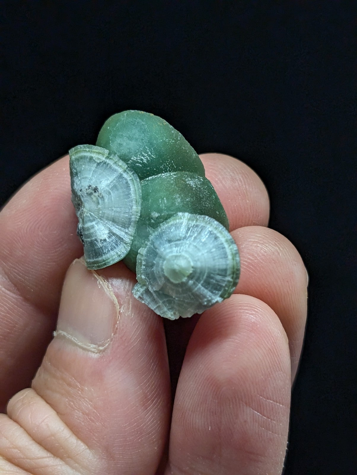 A cluster of translucent green sea snail shells with intricate, concentric ridges and a slightly glossy surface.