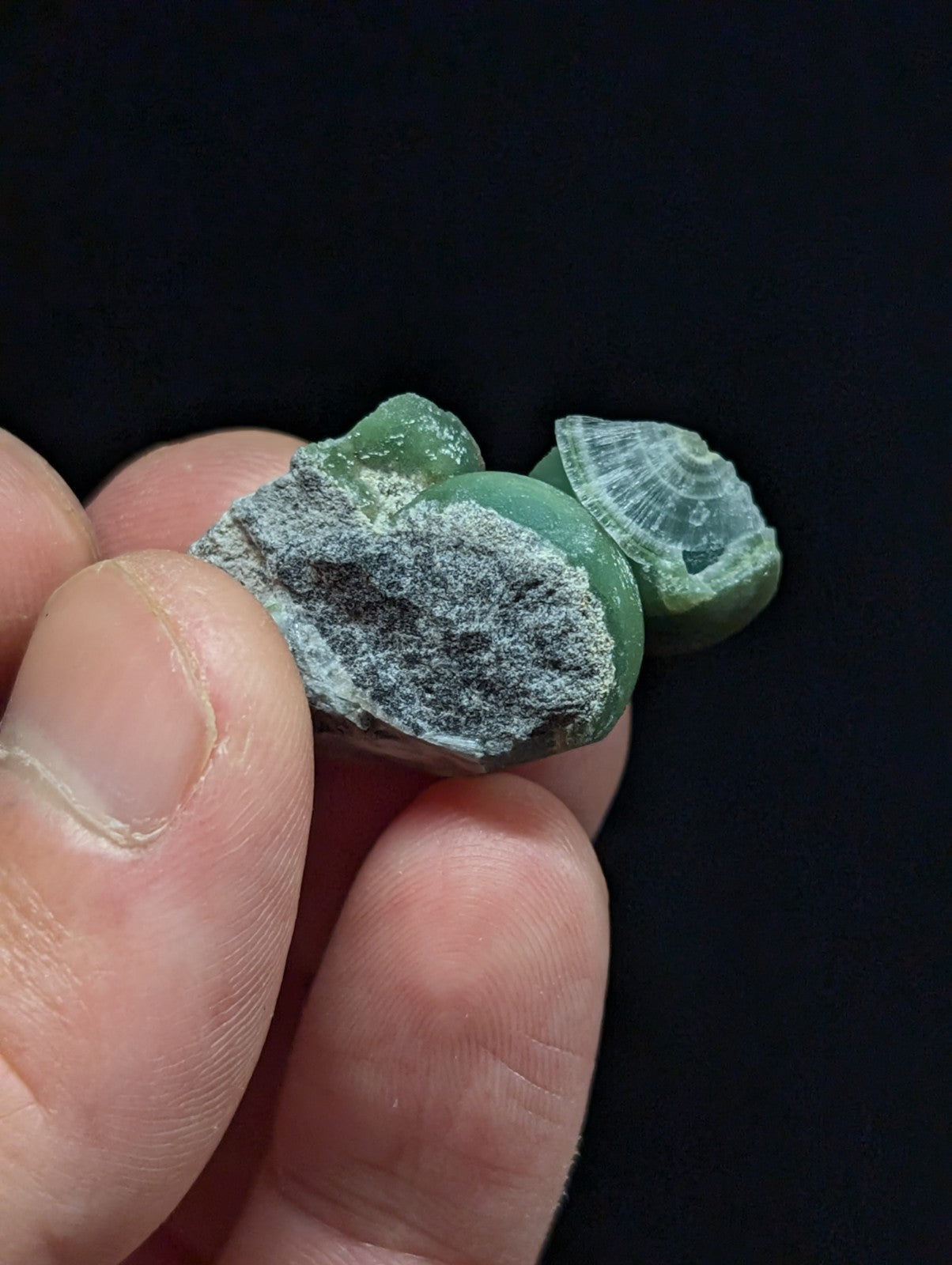 A hand holds a small, irregularly shaped green stone with a grayish mineral coating and one piece featuring delicate white concentric patterns.