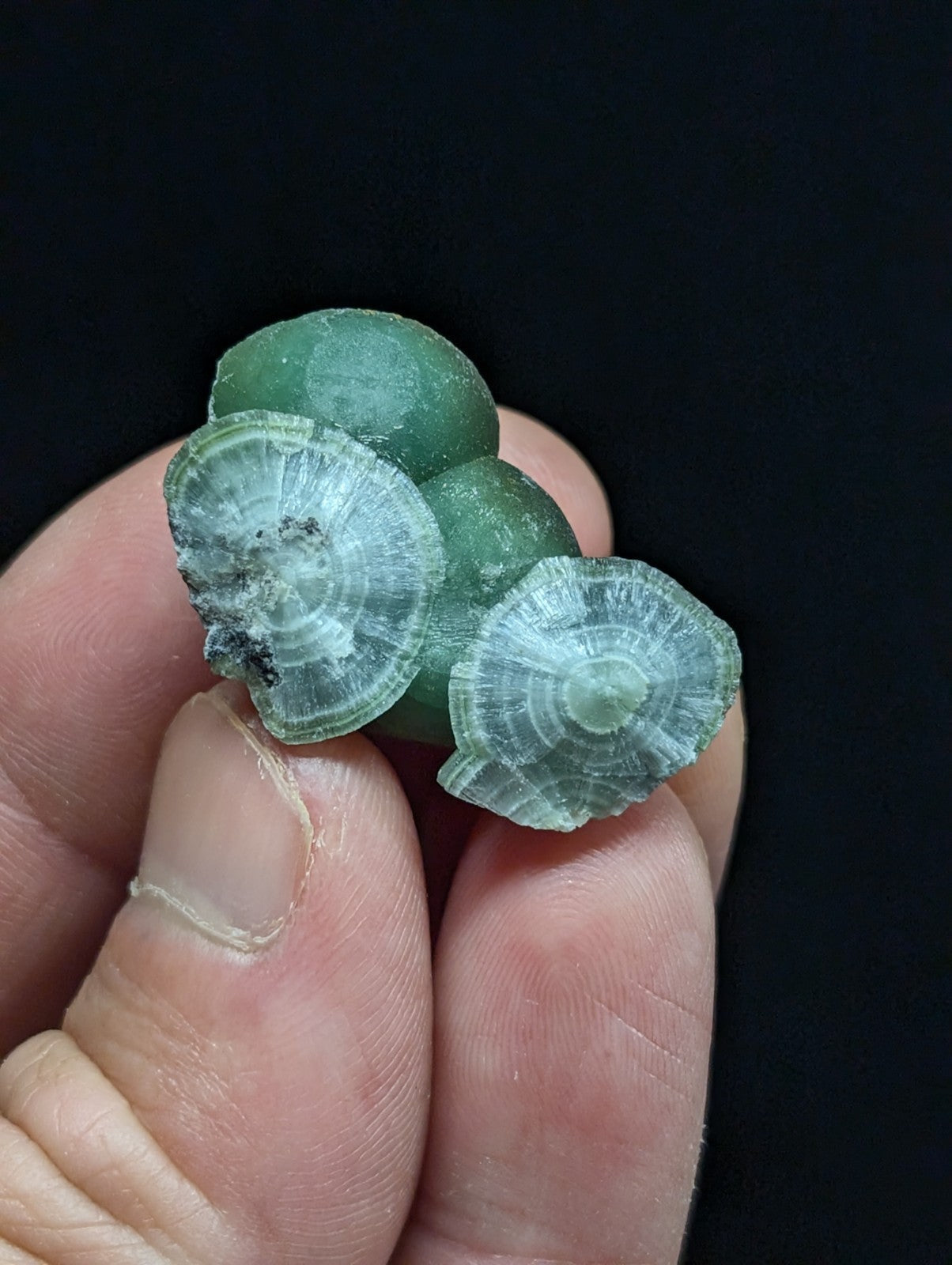 A translucent green chrysoprase mineral specimen with concentric circular patterns and a smooth, slightly glossy surface.