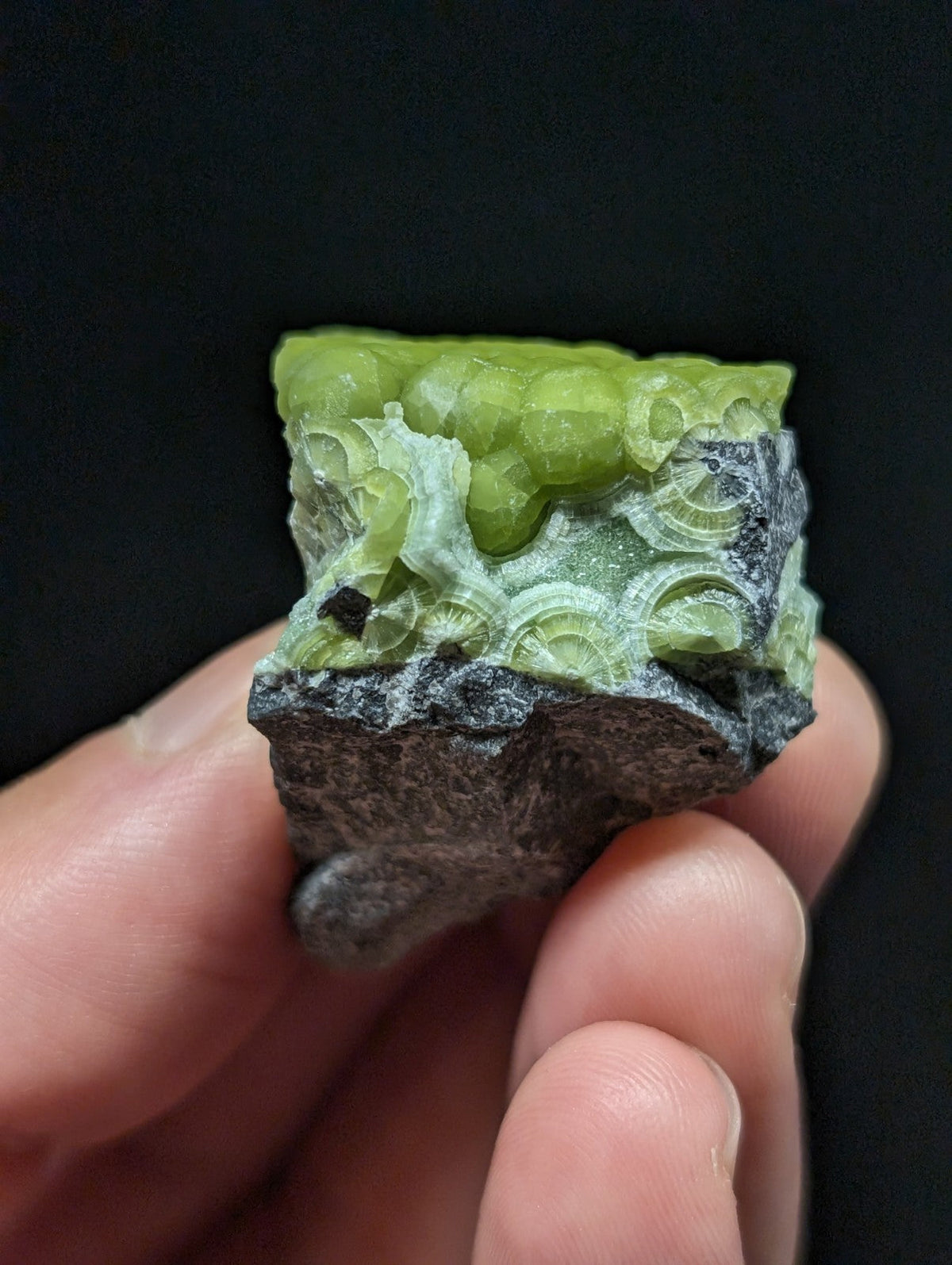 A hand holds a piece of green, translucent fossilized coral embedded in dark gray rock.