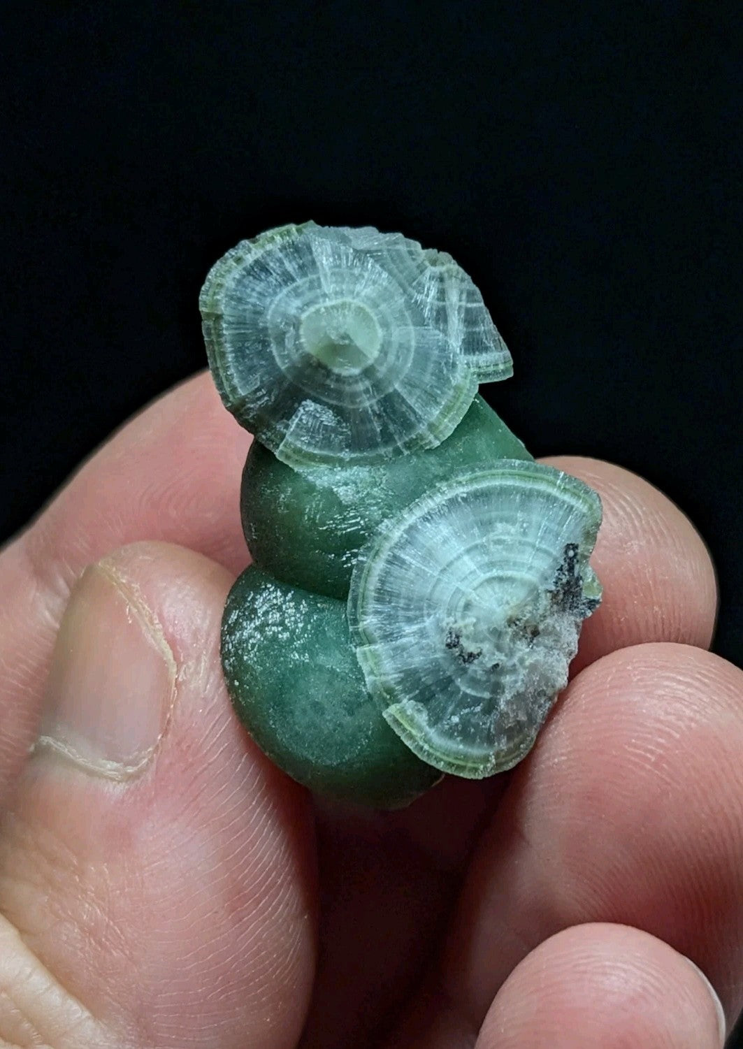 A translucent green fossilized shell with concentric circular patterns, held delicately in a hand.