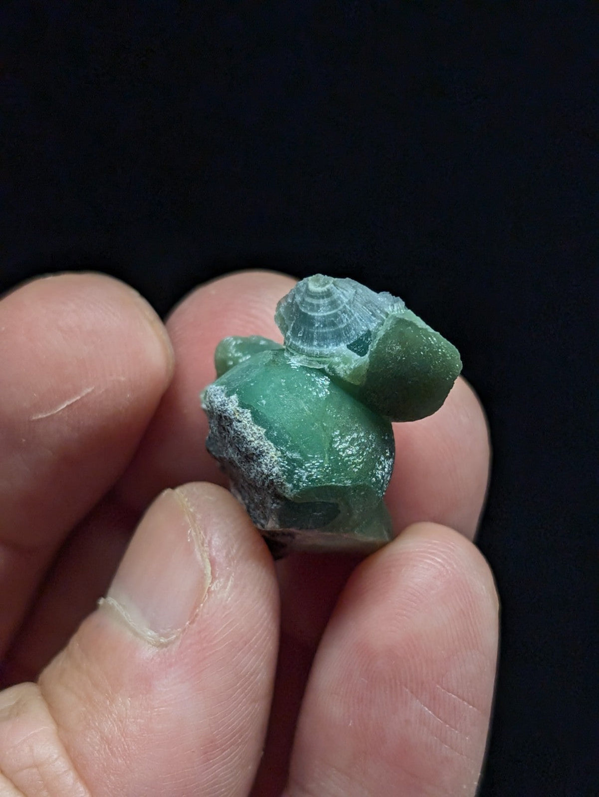 A small, hand-carved green jade figurine of a turtle with a seashell on its back.