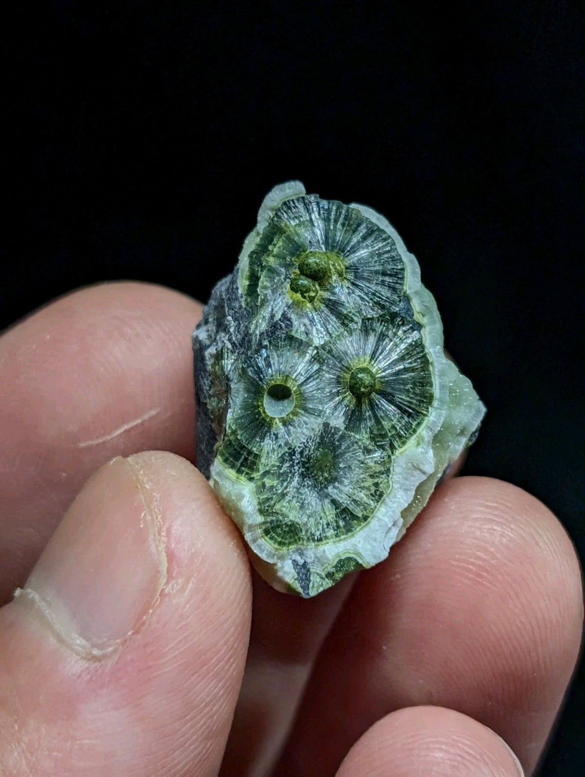 A green, translucent fossilized coral specimen with radiating patterns and three distinct circular openings.