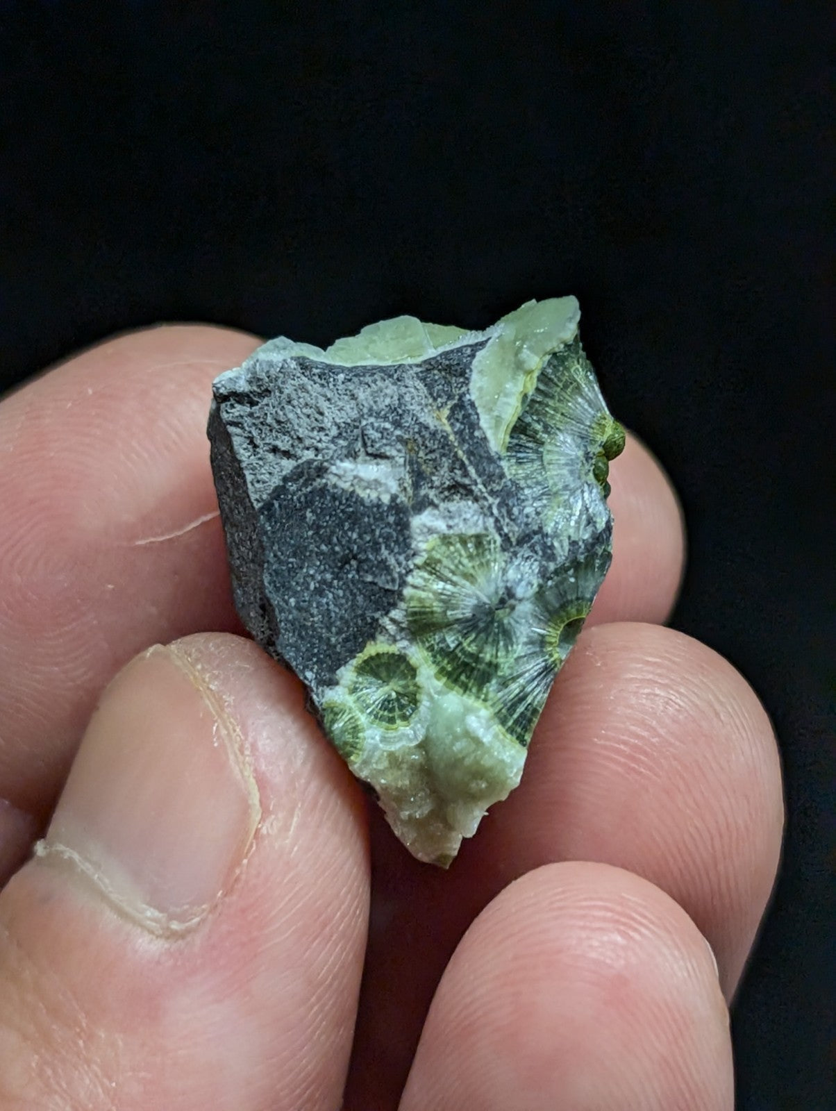 A green fossilized coral fragment with intricate radial patterns, set against a dark rock matrix.
