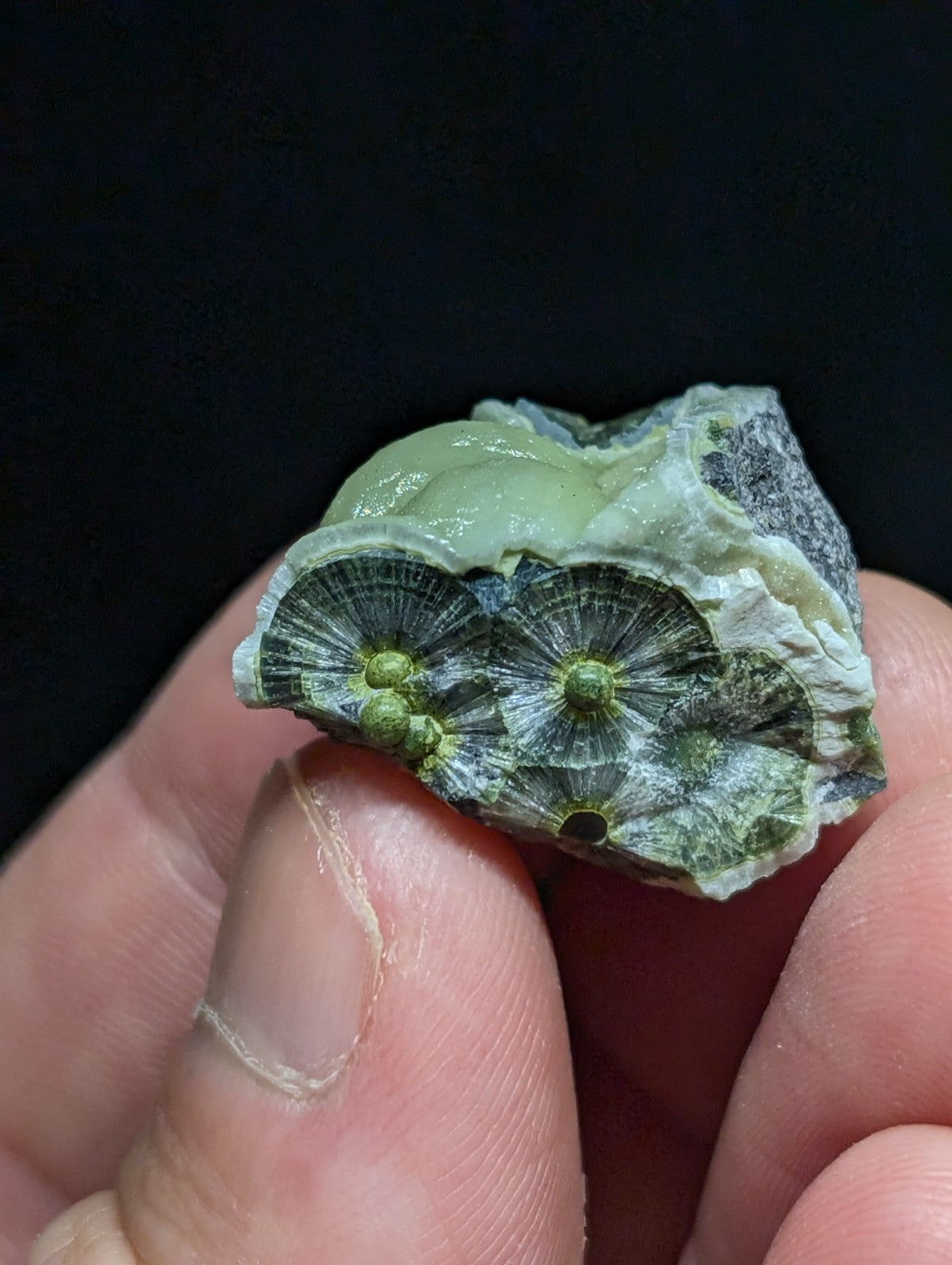 A hand holds a piece of greenish-white fossilized coral with intricate, fan-like structures and dark gray matrix.
