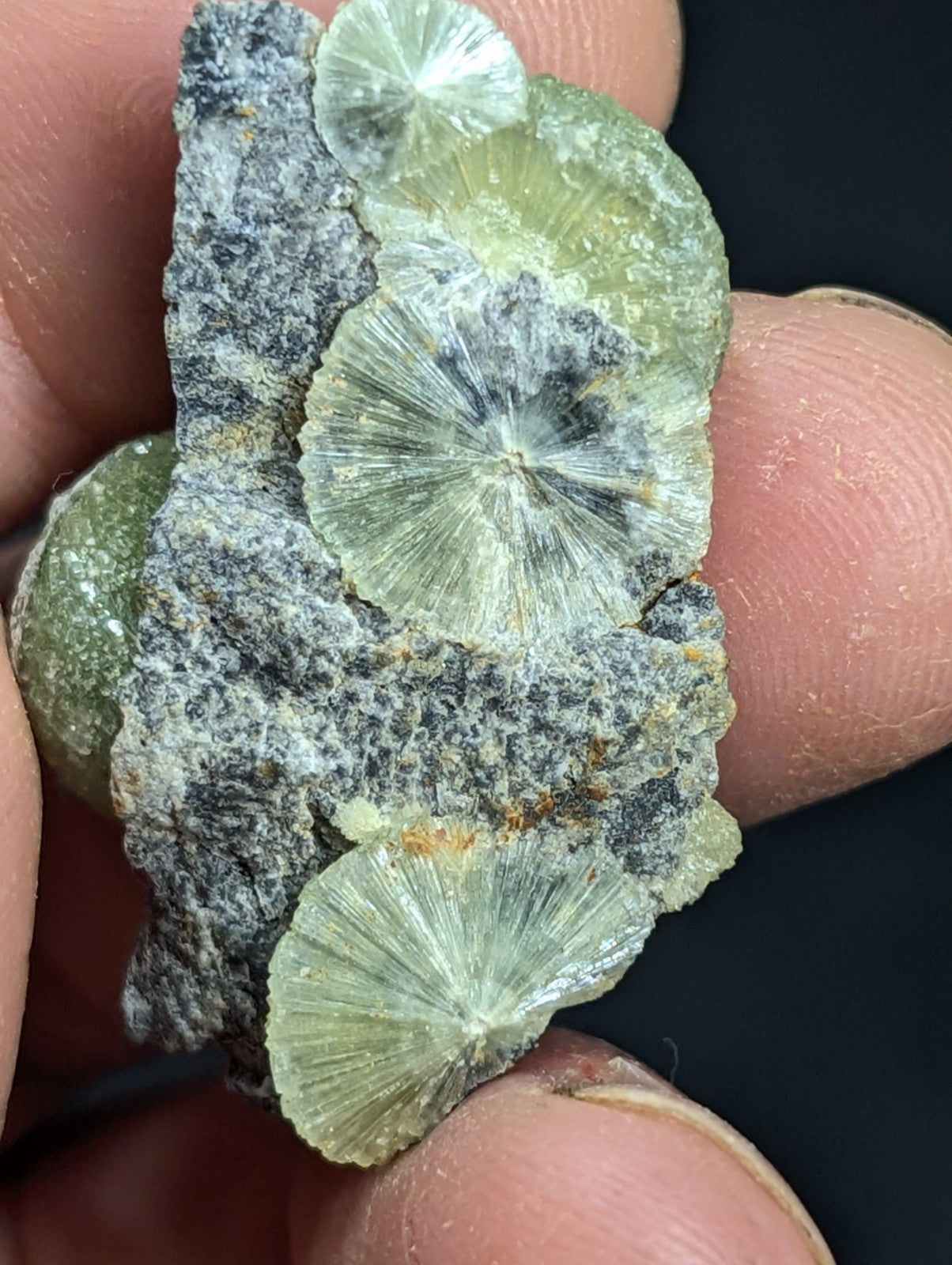 A translucent green, fan-shaped mineral specimen with radial striations embedded in a dark gray rock matrix.