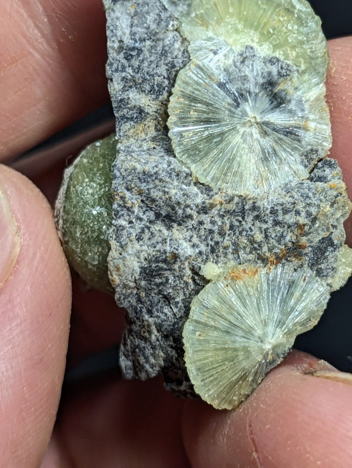 A cluster of translucent green and gray fossilized coral fragments embedded in a rough, speckled rock matrix.
