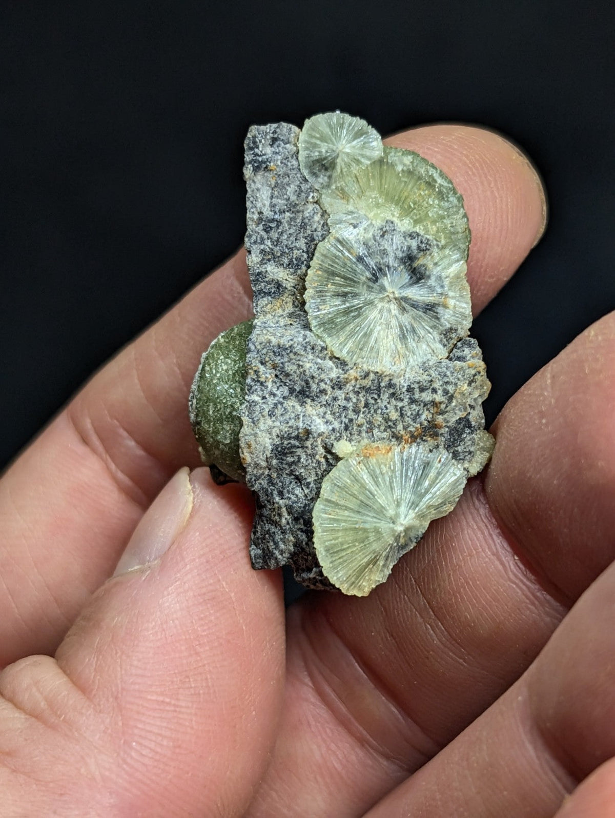 A hand holds a small, irregularly shaped mineral specimen featuring several translucent greenish-yellow fan-shaped crystals growing from a dark gray matrix.