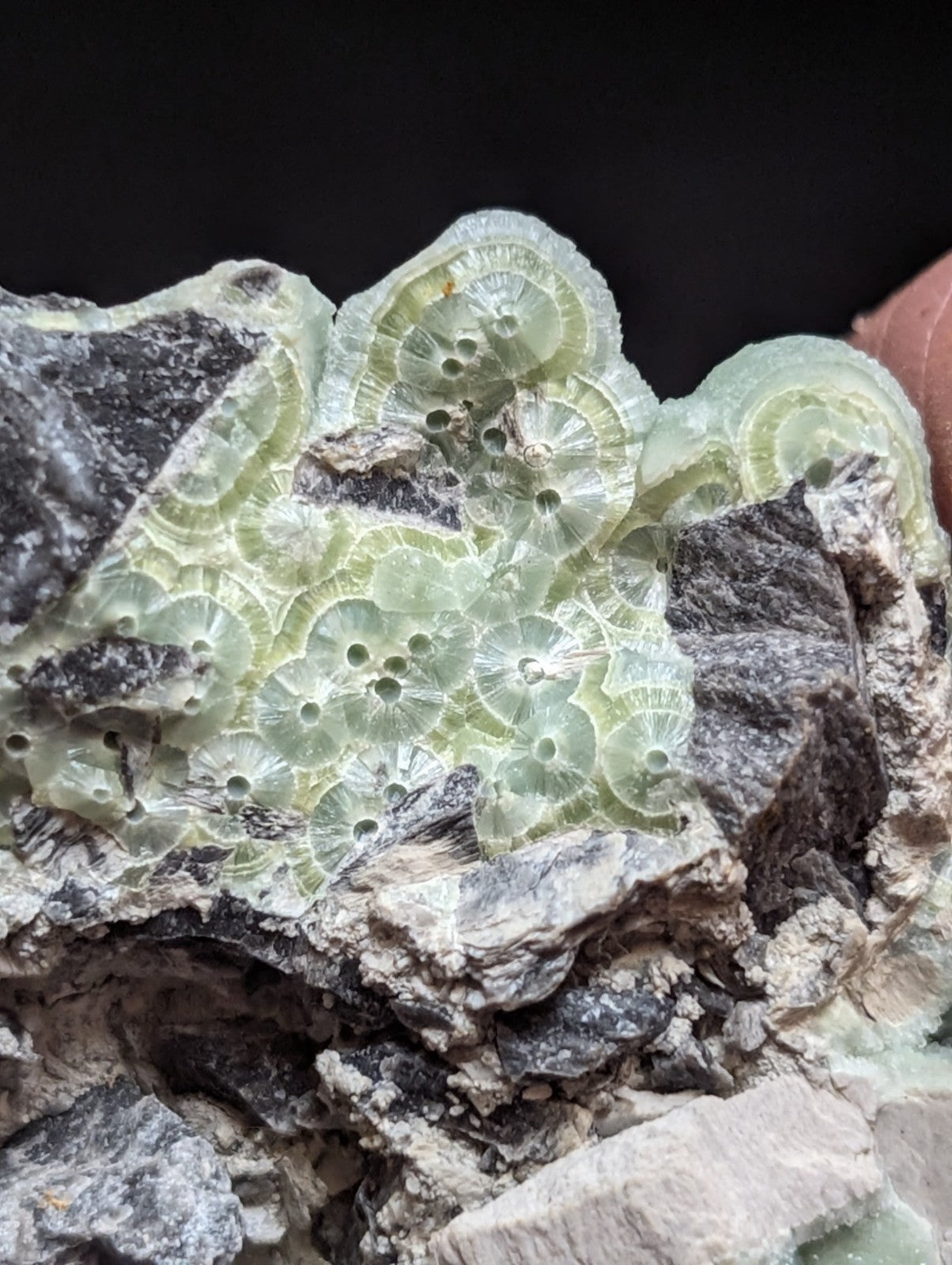 A translucent pale green fossilized coral formation embedded in a rugged, dark gray rock matrix.