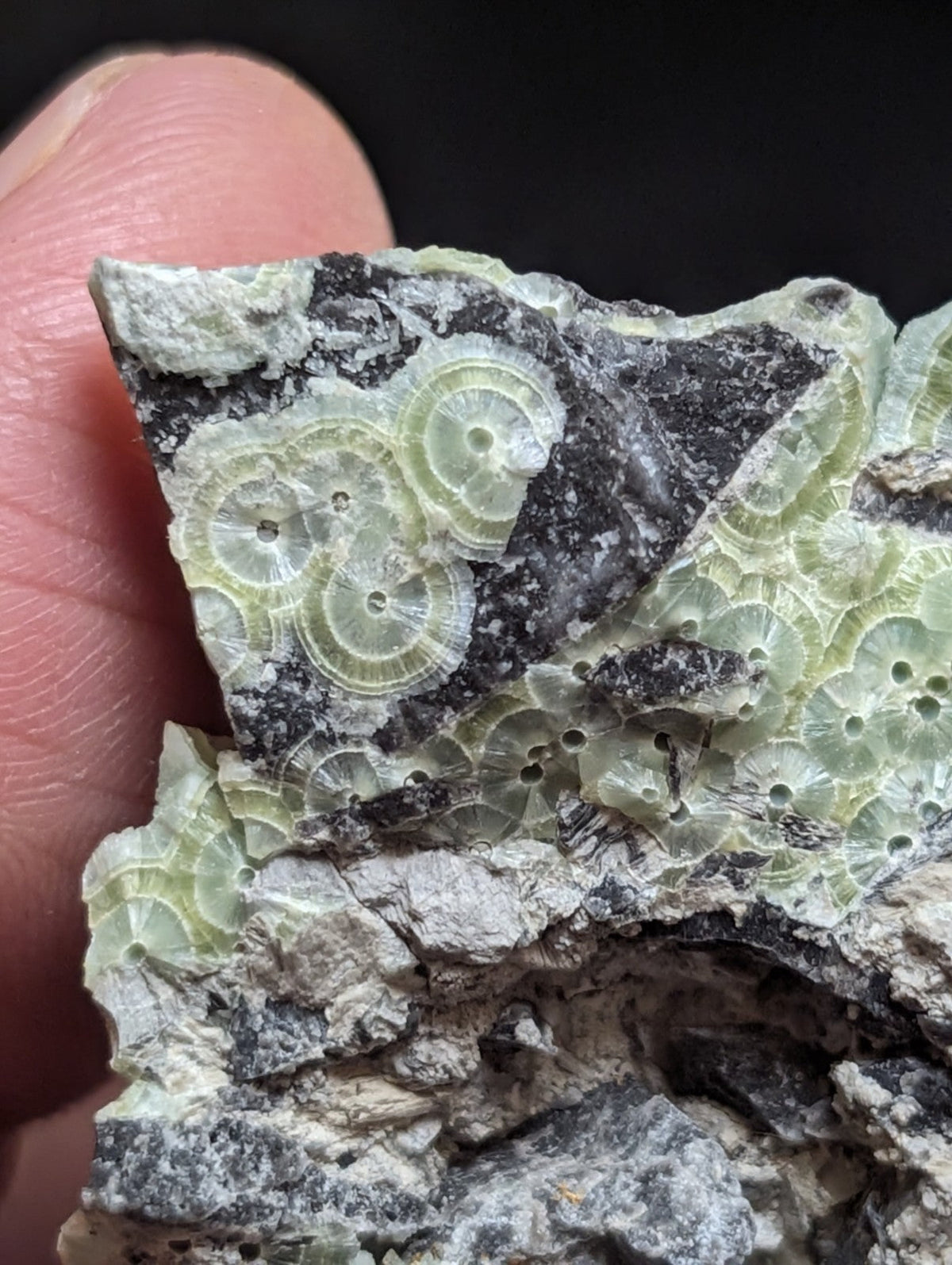 A pale green, fossilized coral specimen with intricate circular patterns embedded in a dark gray rock matrix.