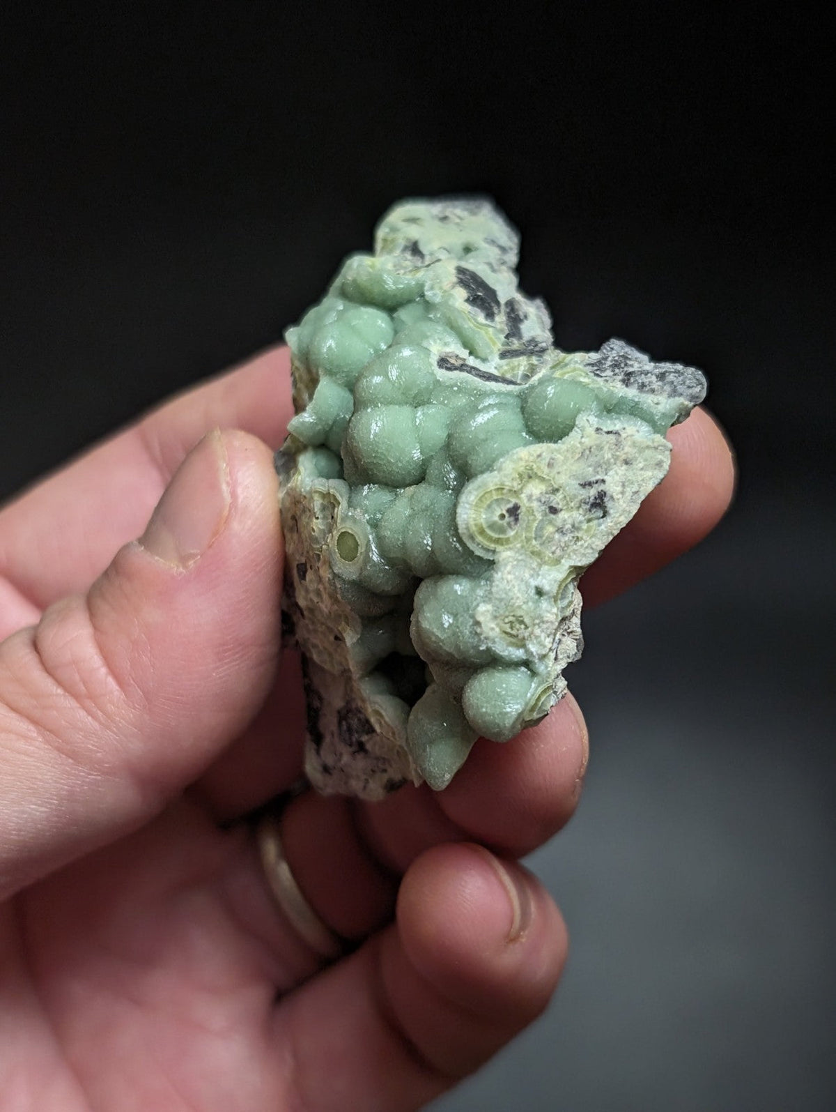 A pale green, textured mineral specimen with rounded nodules and fossilized shell fragments.