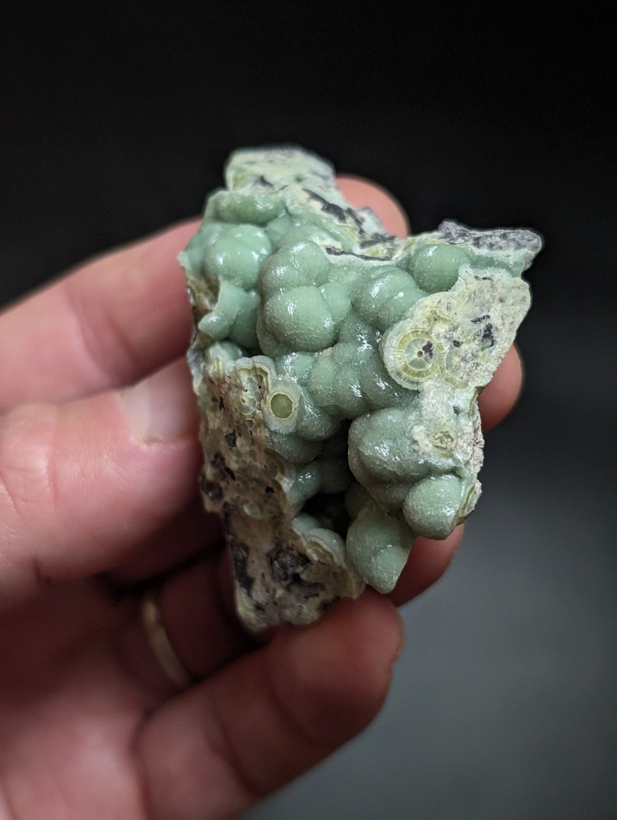 A hand holds a pale green fossilized coral specimen with rounded, bulbous formations and intricate internal chambers.