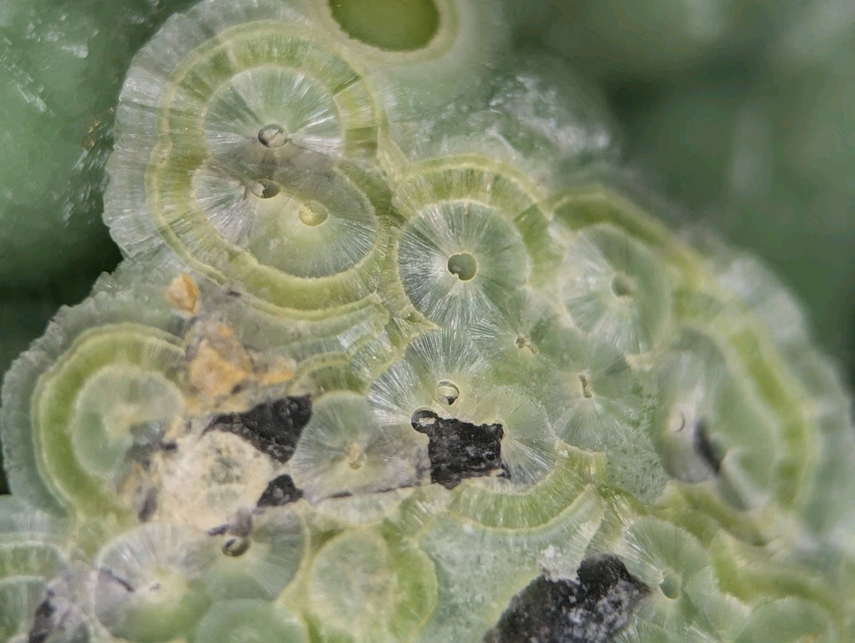 Green, translucent circular patterns resembling fossilized coral or mineral formations.