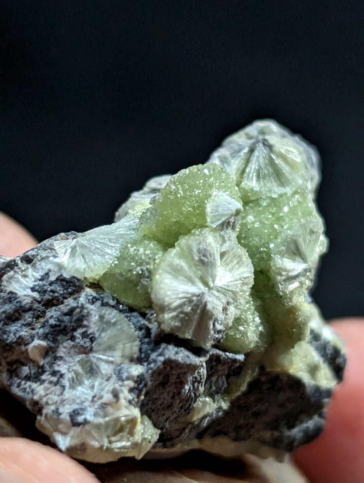 A cluster of translucent, pale green and white crystalline formations with a fan-like radial pattern growing from a dark gray rock matrix.