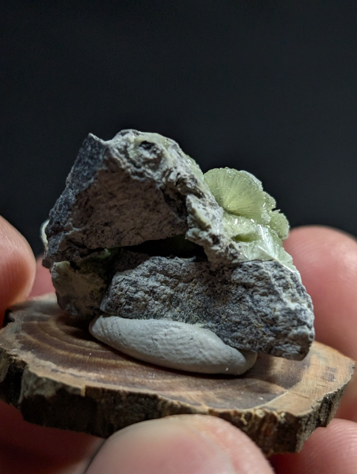A delicate, pale green mineral specimen with a crystalline, fan-like structure nestled within rough gray rock.