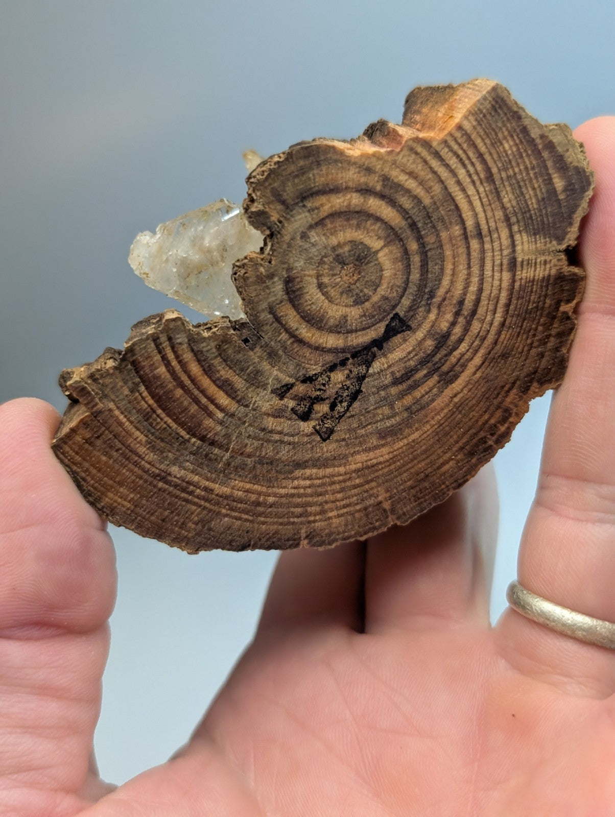 A rustic brown wood cross-section with visible growth rings features a clear quartz crystal cluster from Garland County Arkansas