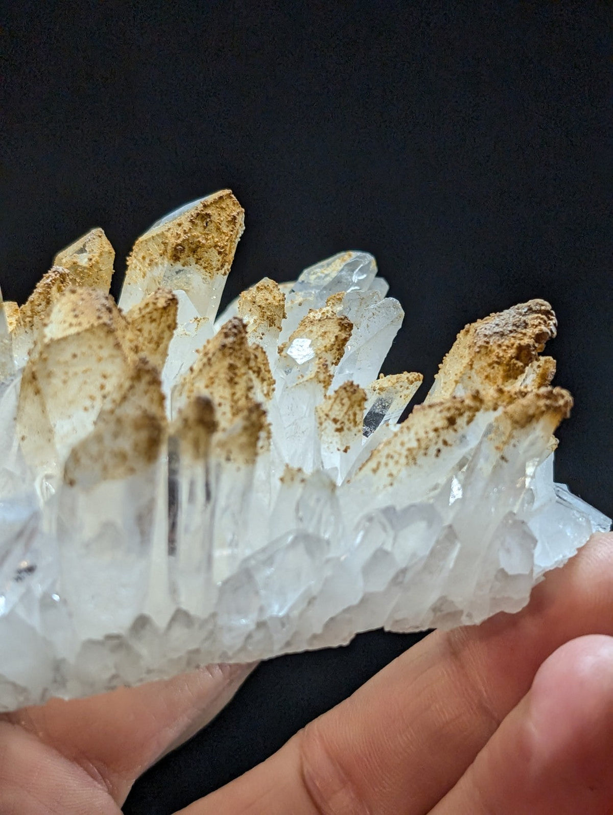 A translucent white quartz crystal cluster with golden-brown mineralized tips, held gently in a hand against a dark background.