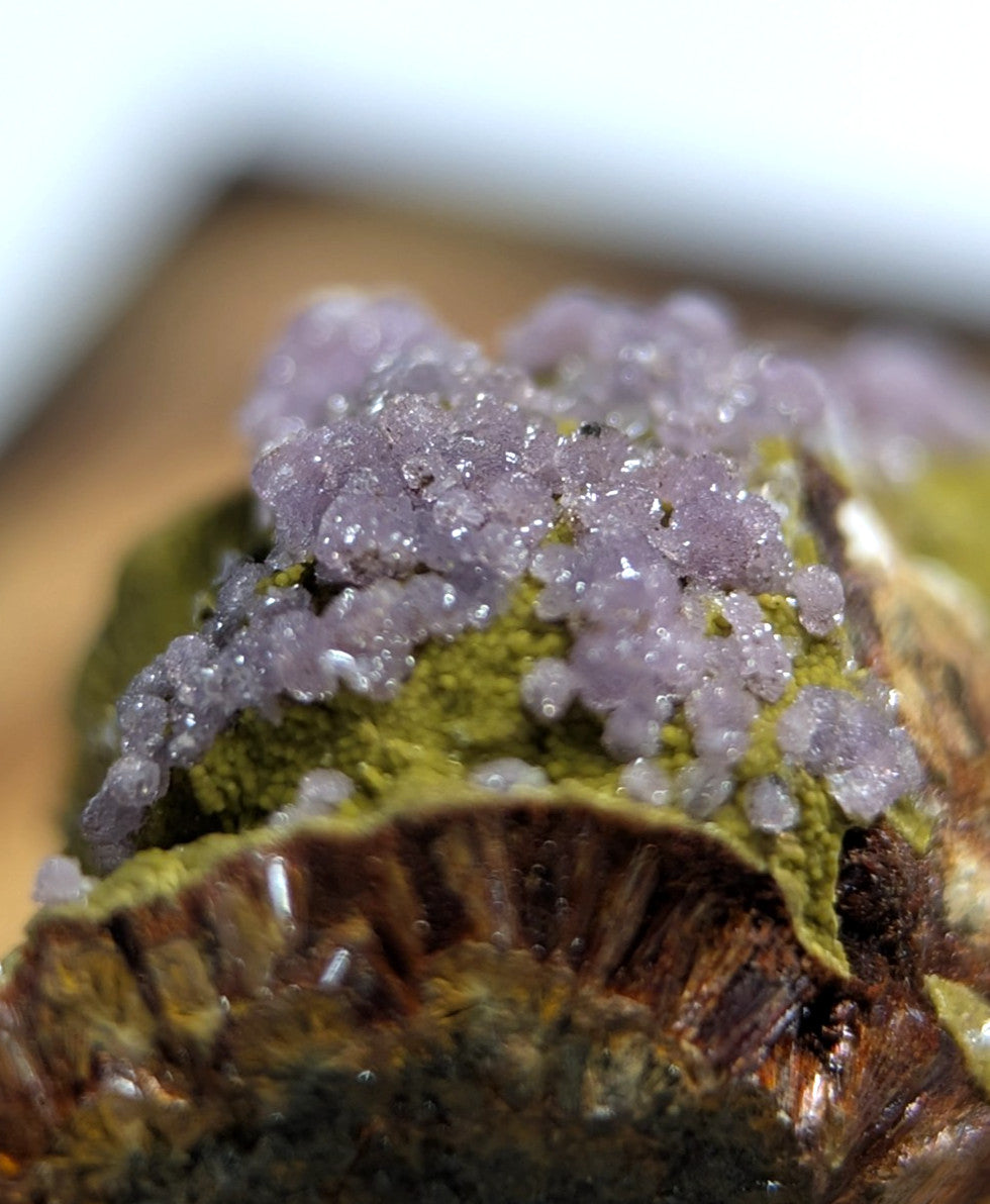 A cluster of translucent purple amethyst crystals growing from a greenish-yellow mineral matrix.
