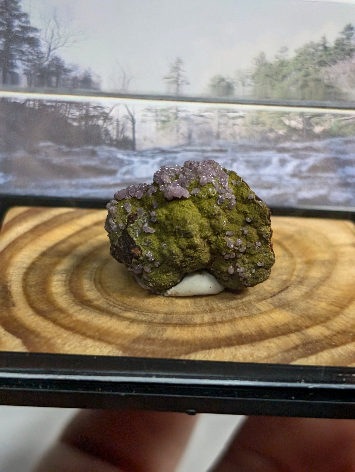 A mossy green mineral specimen with purple crystalline formations, displayed on a wooden base within a clear display case.