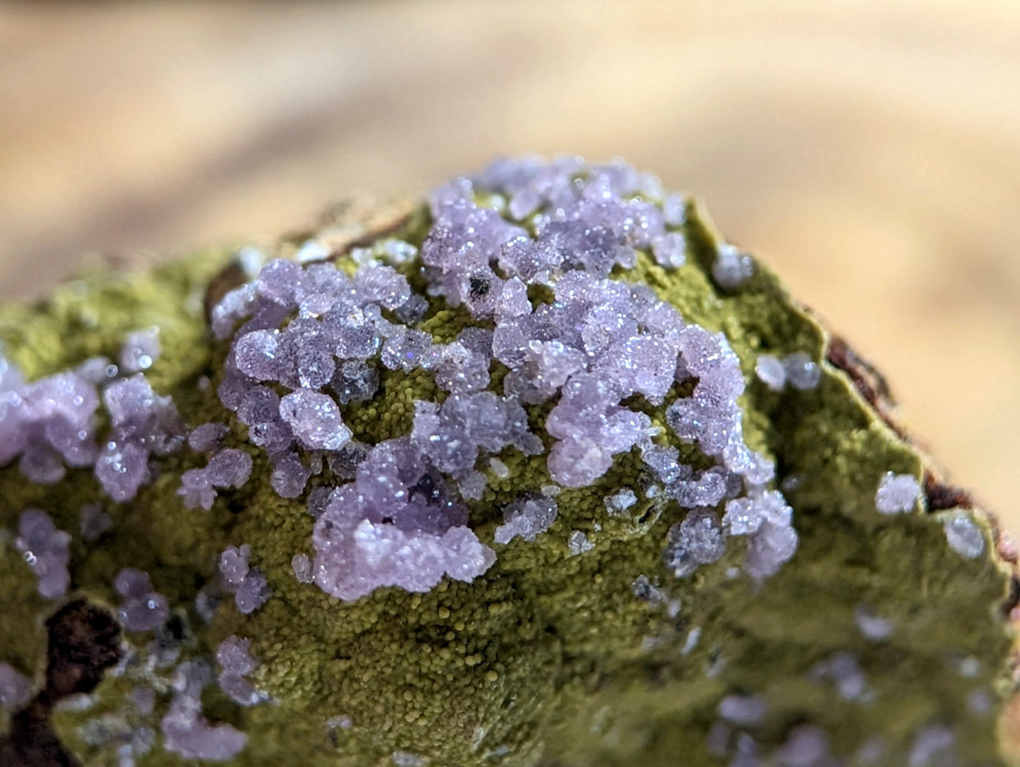 A cluster of translucent lavender crystals grows densely over a textured green mossy surface.