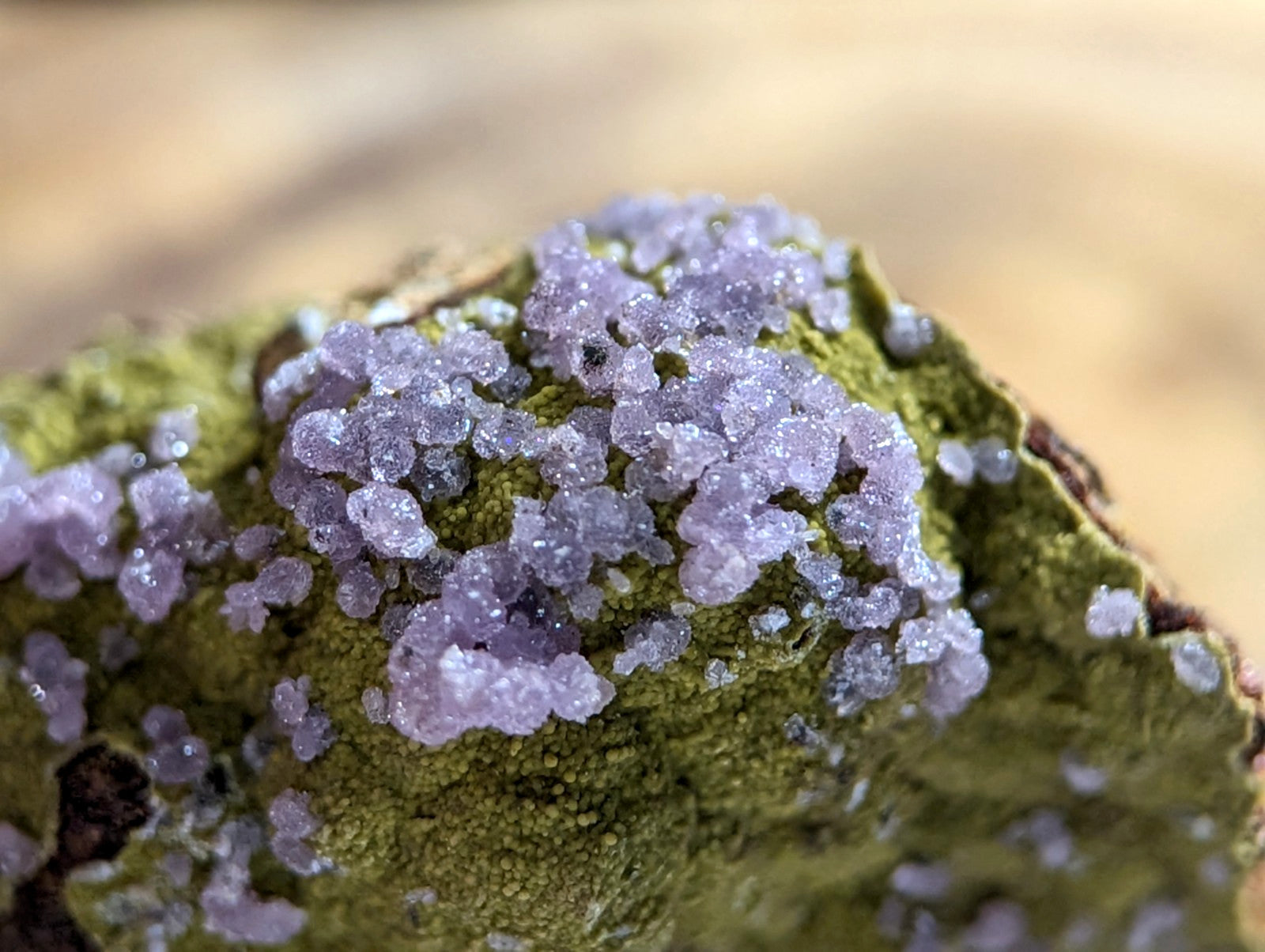 A cluster of translucent lavender crystals grows densely over a textured green mossy surface.
