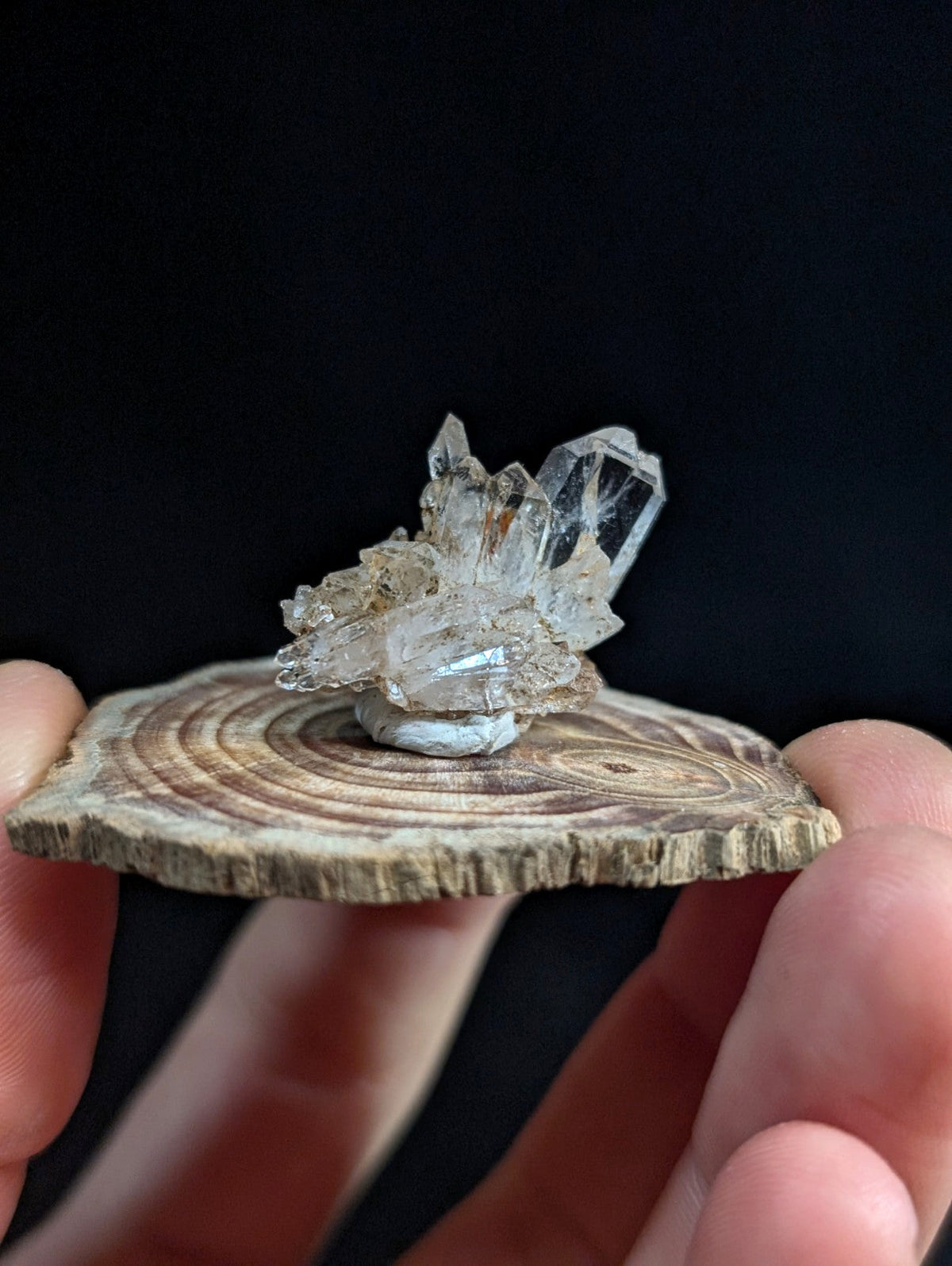 A clear quartz crystal cluster with a wooden base from garland county arkansas displayed on a circular slice