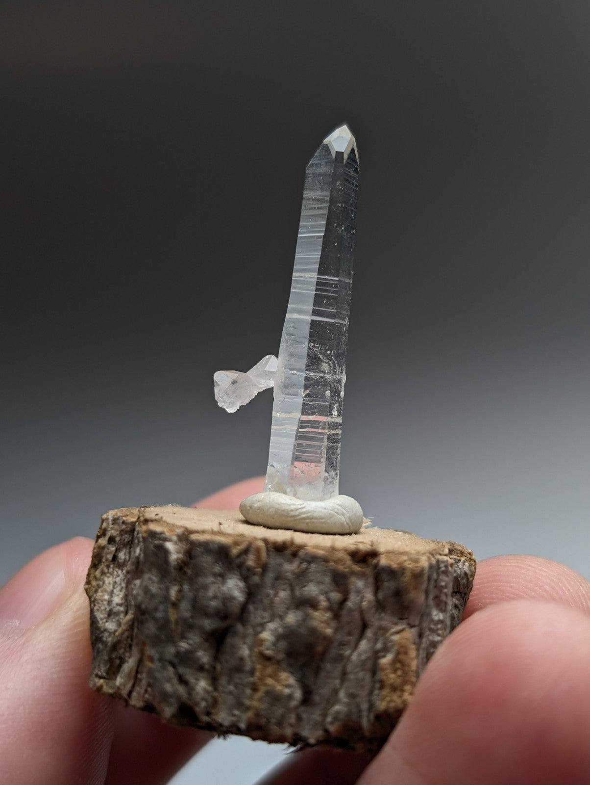 A clear transparent quartz crystal with pointed tip and internal striations on natural wood base from garland county Arkansas