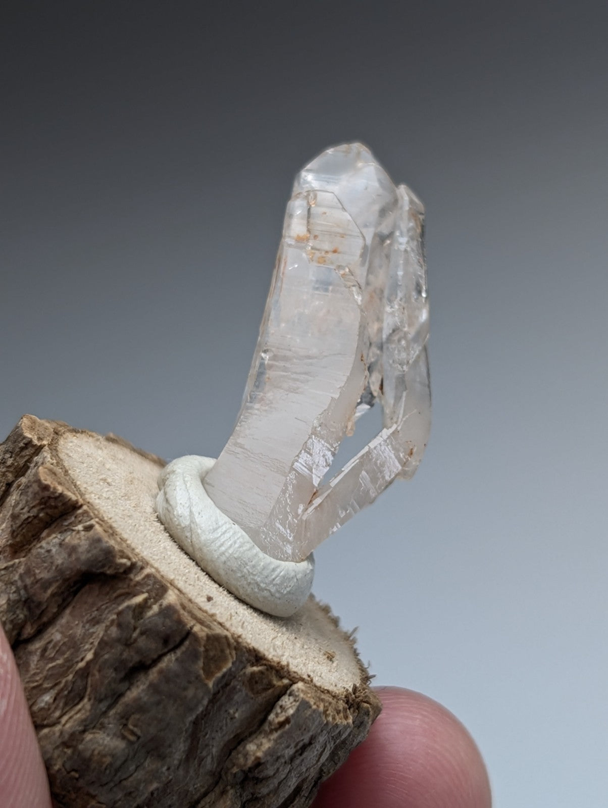 A+ unique clear translucent quartz crystal with internal striations on a natural wood base from garland county arkansas