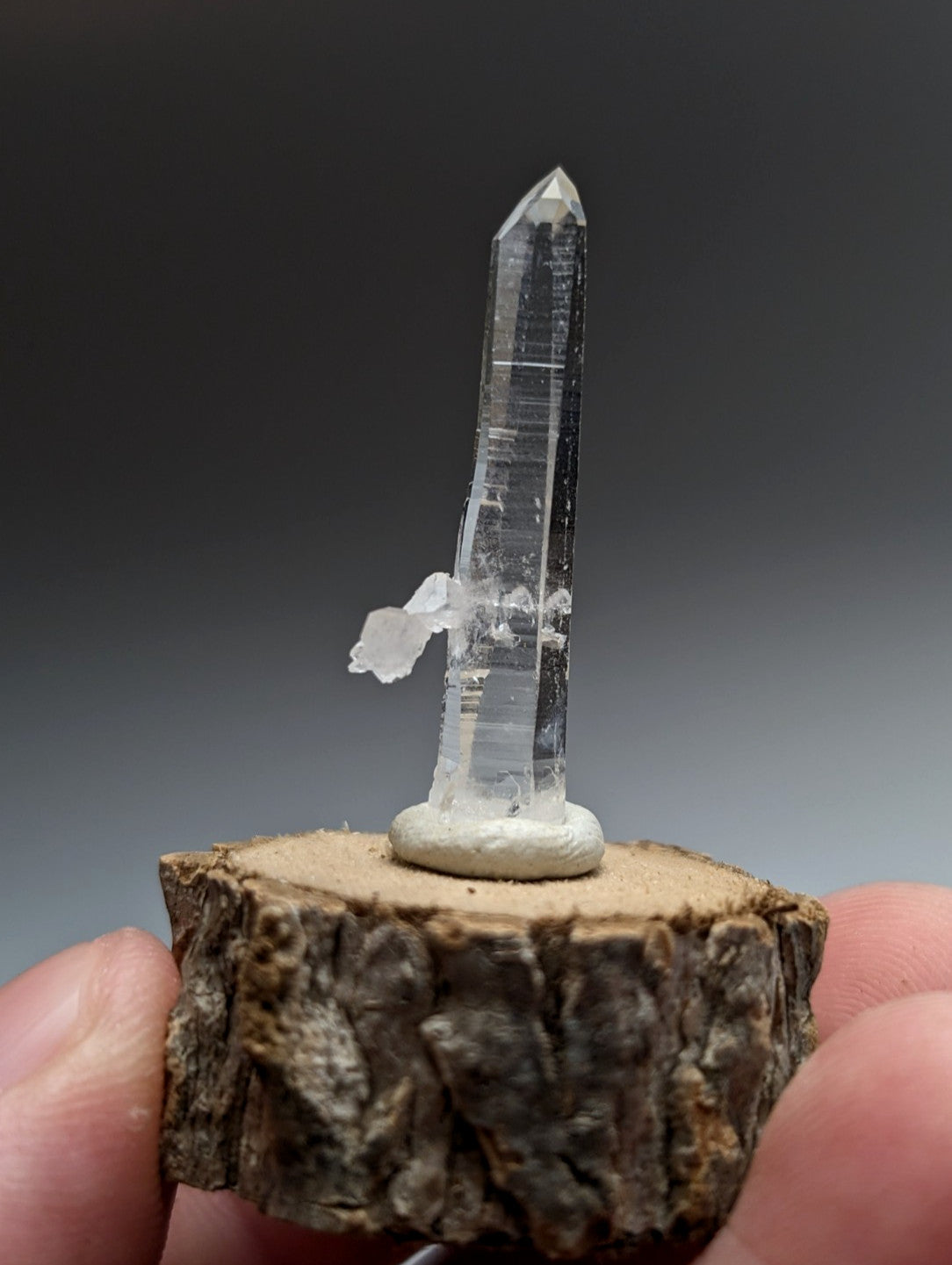 A clear quartz crystal with pointed tip and internal striations on a natural wood base from Garland County Arkansas