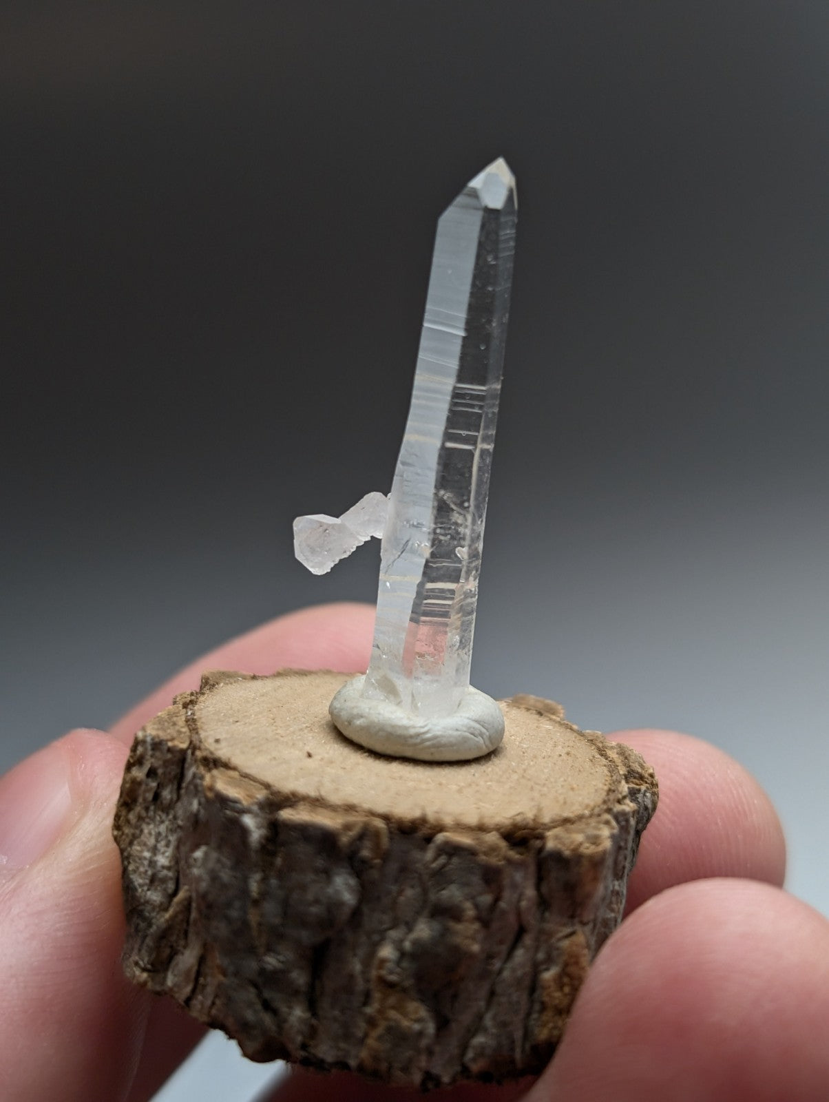 A+ unique clear quartz crystal with pointed tip and internal striations on natural wooden base from garland county arkansas