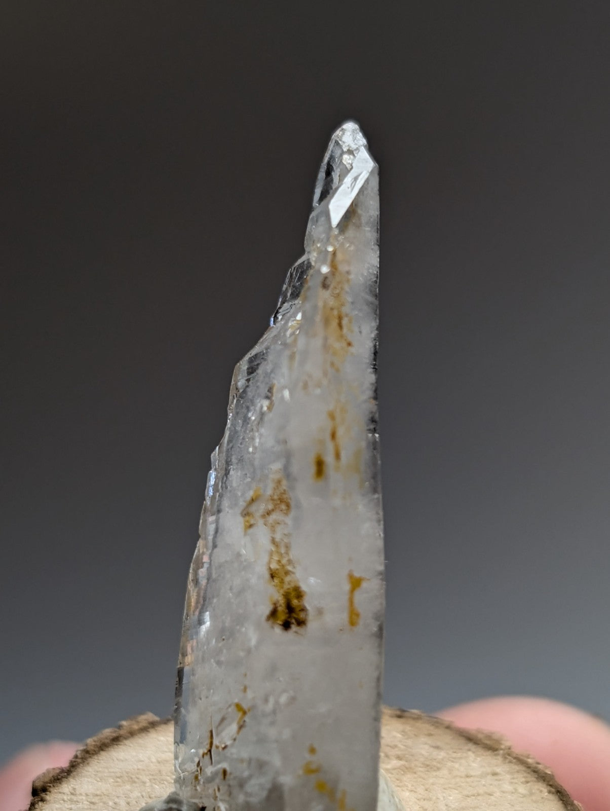 A translucent quartz crystal with golden inclusions standing upright on a natural wood base from Garland County Arkansas