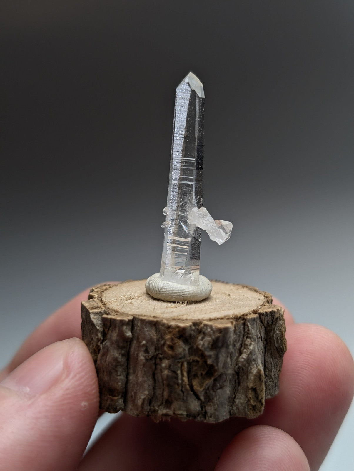 A clear quartz crystal with pointed tip and internal striations on a natural wood base from Garland County Arkansas