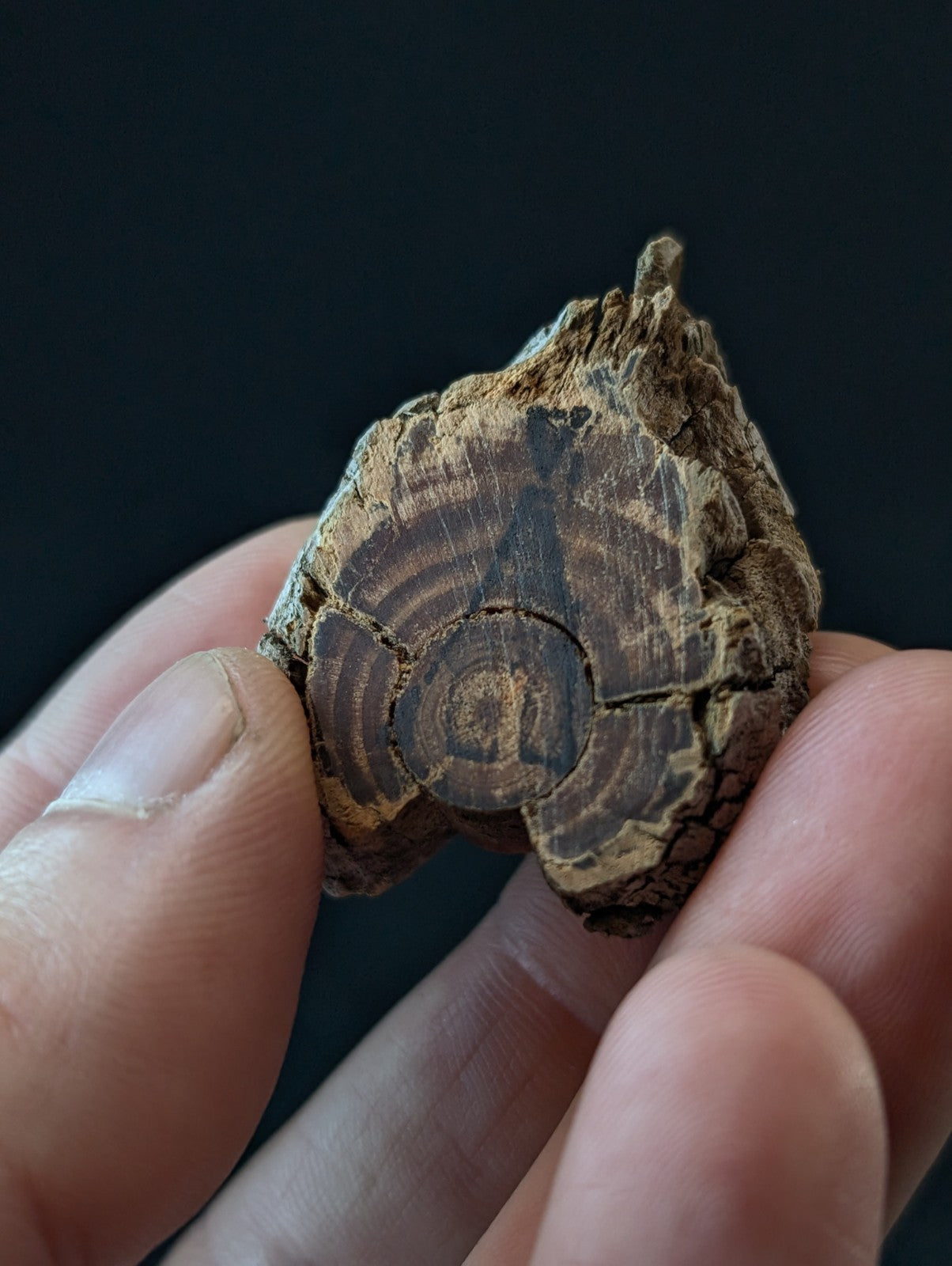 A weathered, dark brown wooden slice with visible concentric growth rings and a rough, cracked surface.