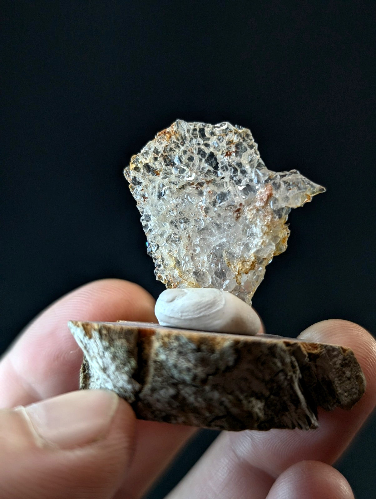 A translucent, crystalline mineral specimen with a honeycomb-like internal structure and golden-brown veining rests atop a smooth white shell, which is set upon a rough-textured piece of wood.