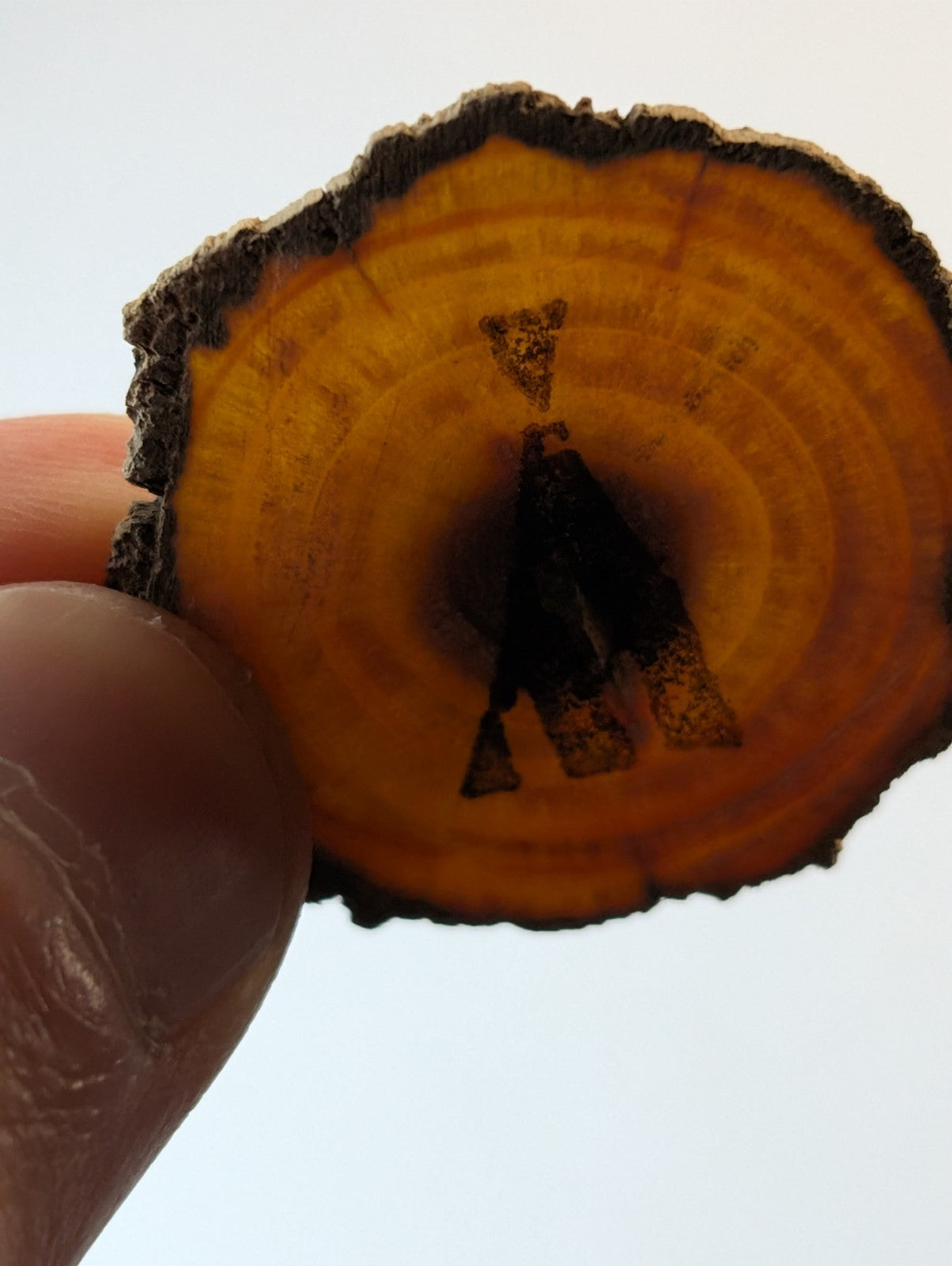 A circular, rustic wood slice with a dark brown bark edge and concentric golden-brown rings, featuring an engraved silhouette of a bear.