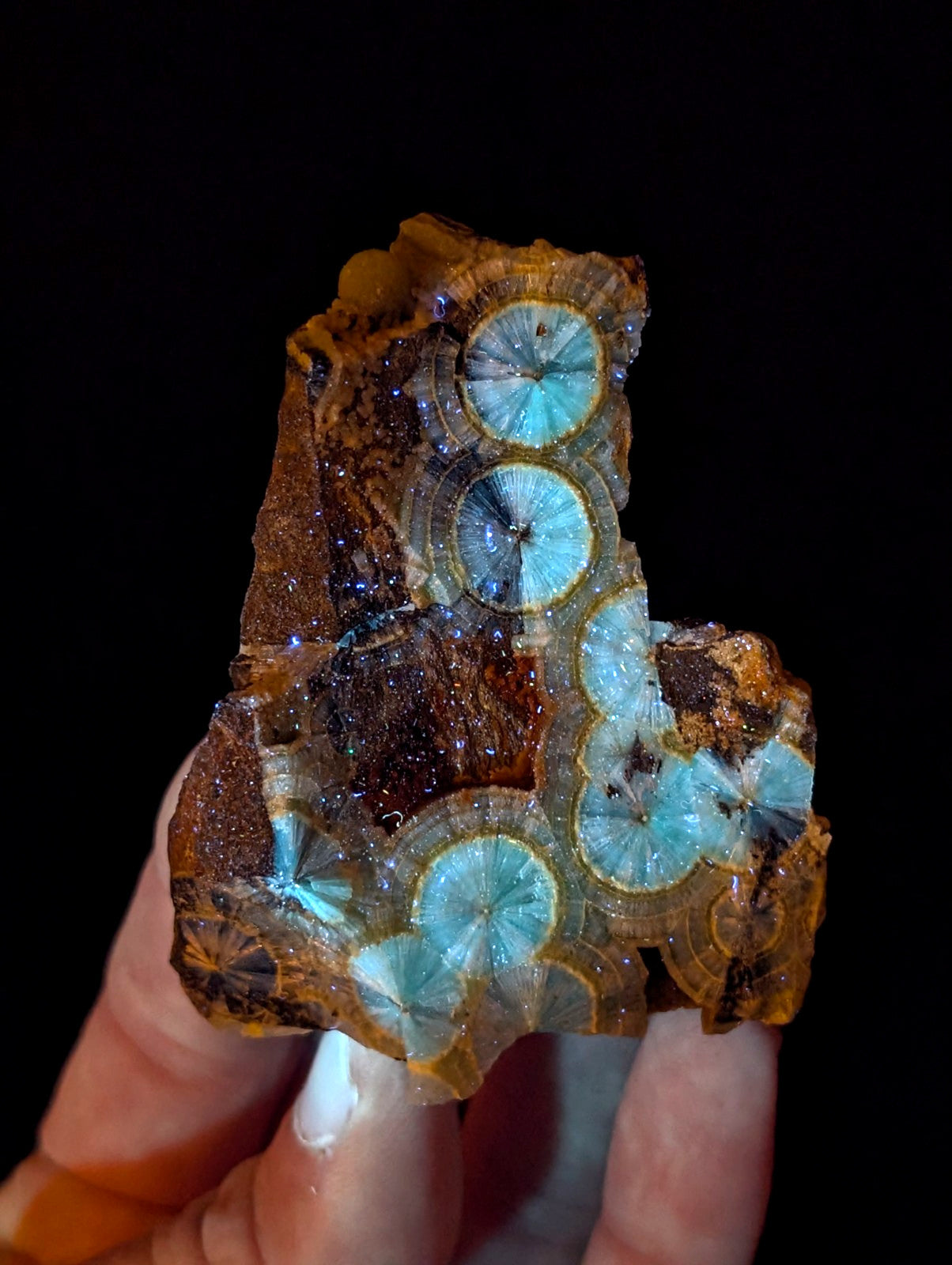 A hand holds a striking brown and turquoise fossilized stromatolite specimen with intricate, circular layered patterns.