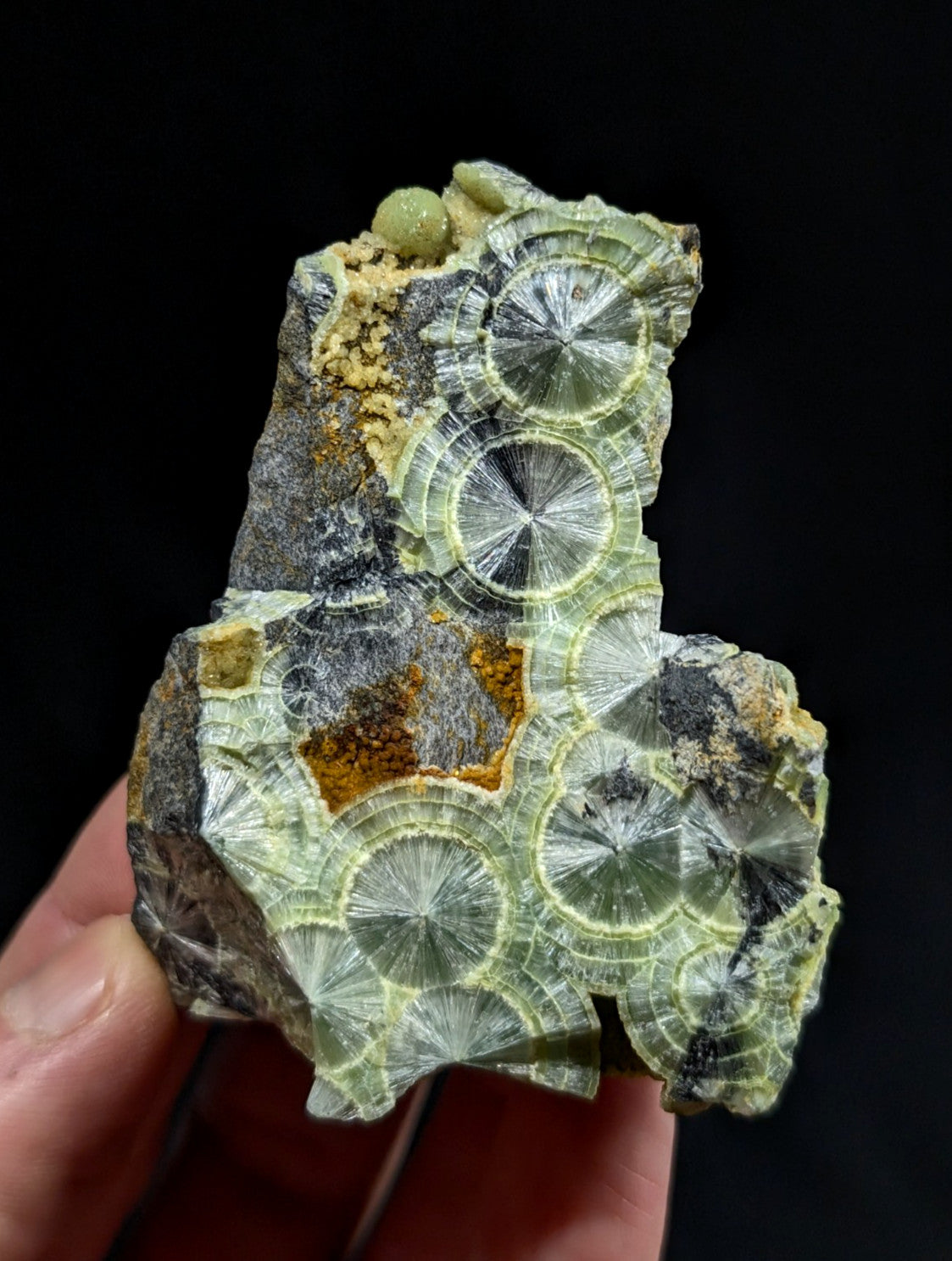 A hand holds a striking green and gray fossilized rock specimen featuring intricate, circular fan-like crystal formations with radiating patterns.