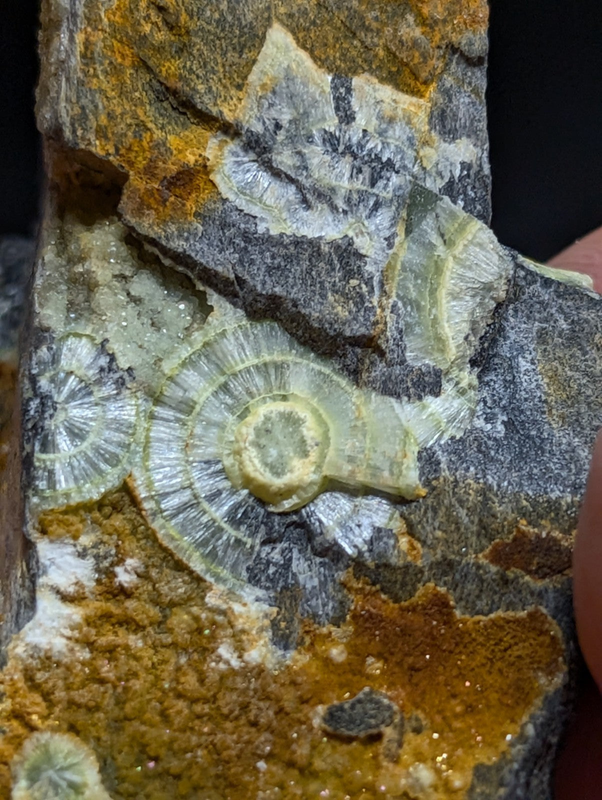 A pale green, spiral-shaped ammonite fossil embedded in a textured rock matrix with patches of orange and gray.