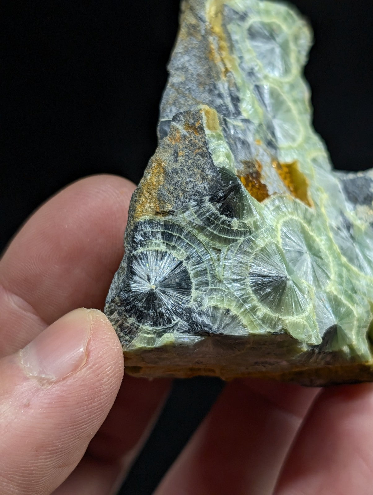 A hand holds a piece of green and gray fossilized coral with intricate, radiating patterns.