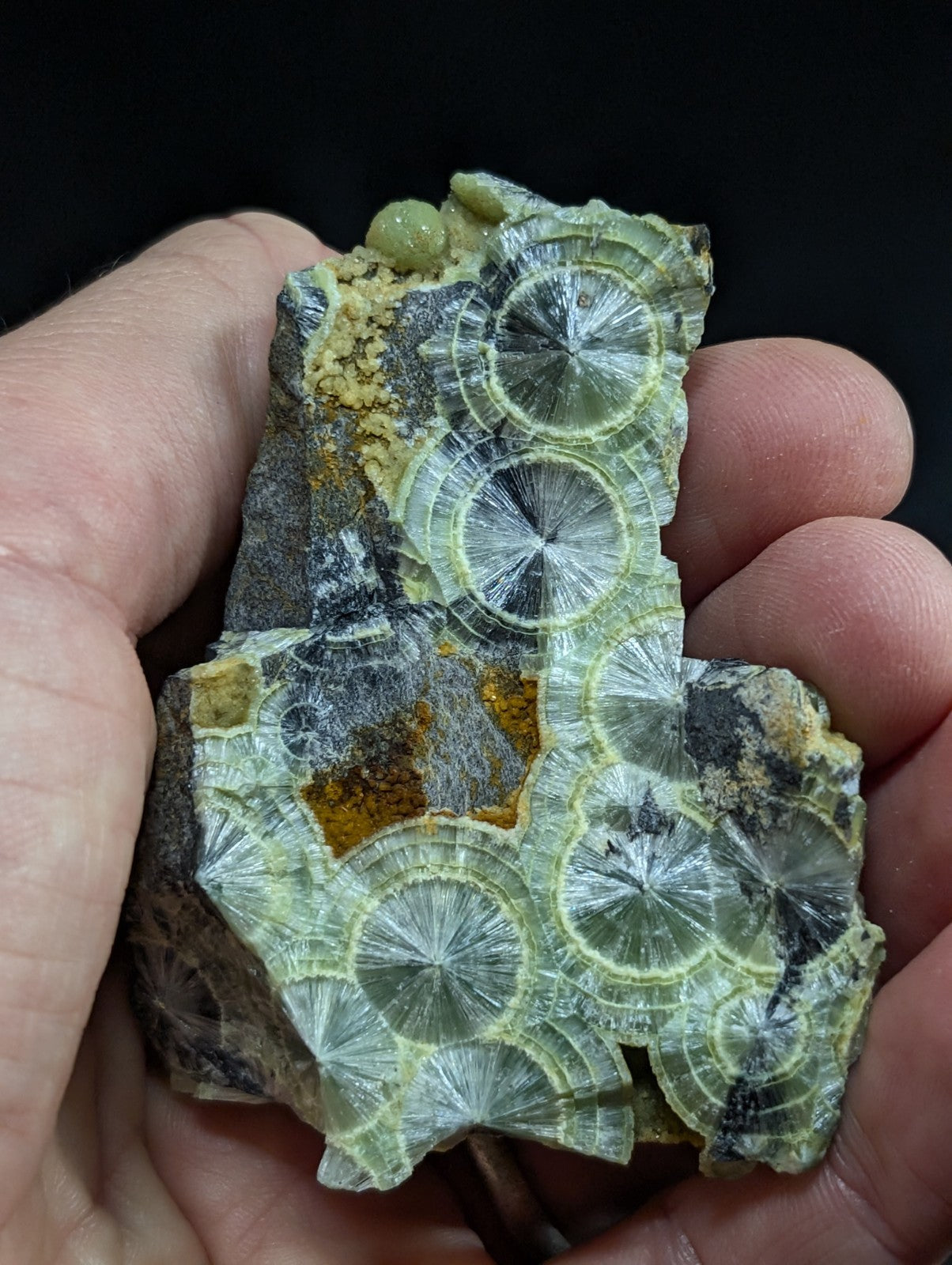 A hand holds a piece of green and yellow fossilized stromatolite rock with intricate circular, fan-like patterns.