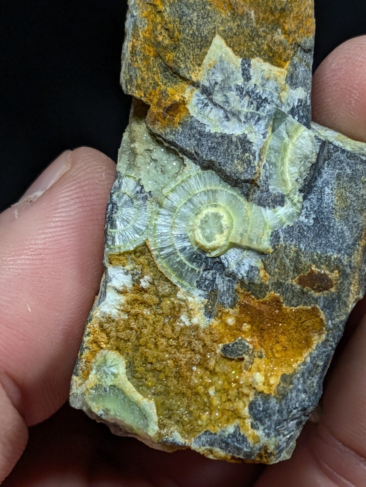 A hand holds a rugged, irregularly shaped rock specimen featuring prominent pale green fossilized spiral shells embedded in a matrix of gray stone and vibrant orange-yellow mineral deposits.