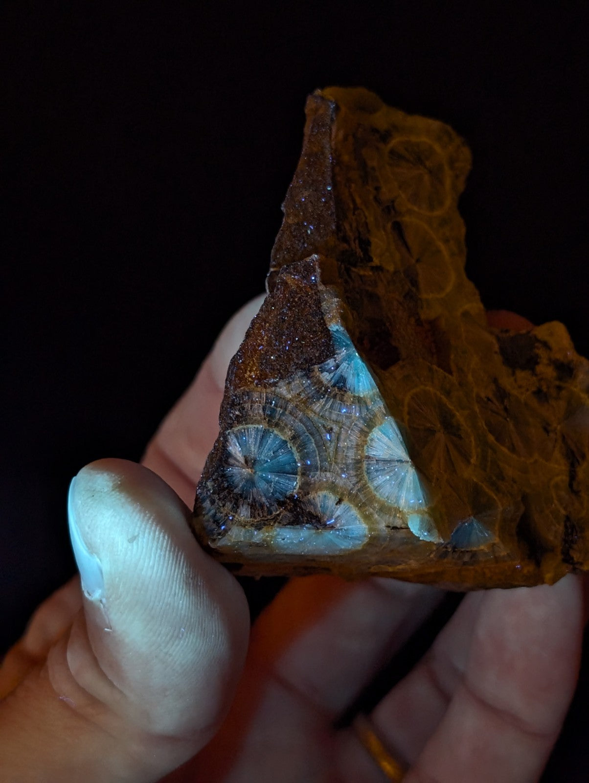 A hand holds a triangular piece of fossilized petrified wood with intricate, circular blue and white patterns embedded in its brown, textured surface.